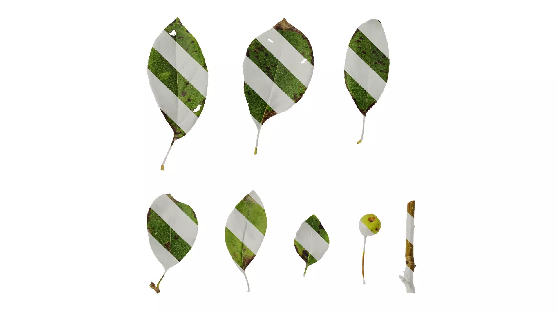 Anydrafts Malus spectabilis Leaf 01 Texture_0