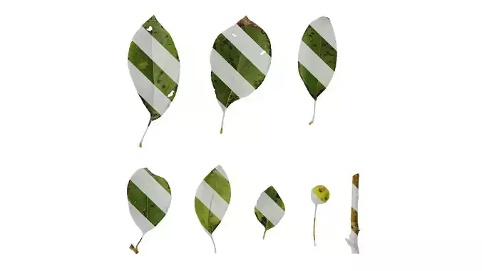 Anydrafts Malus spectabilis Leaf 01