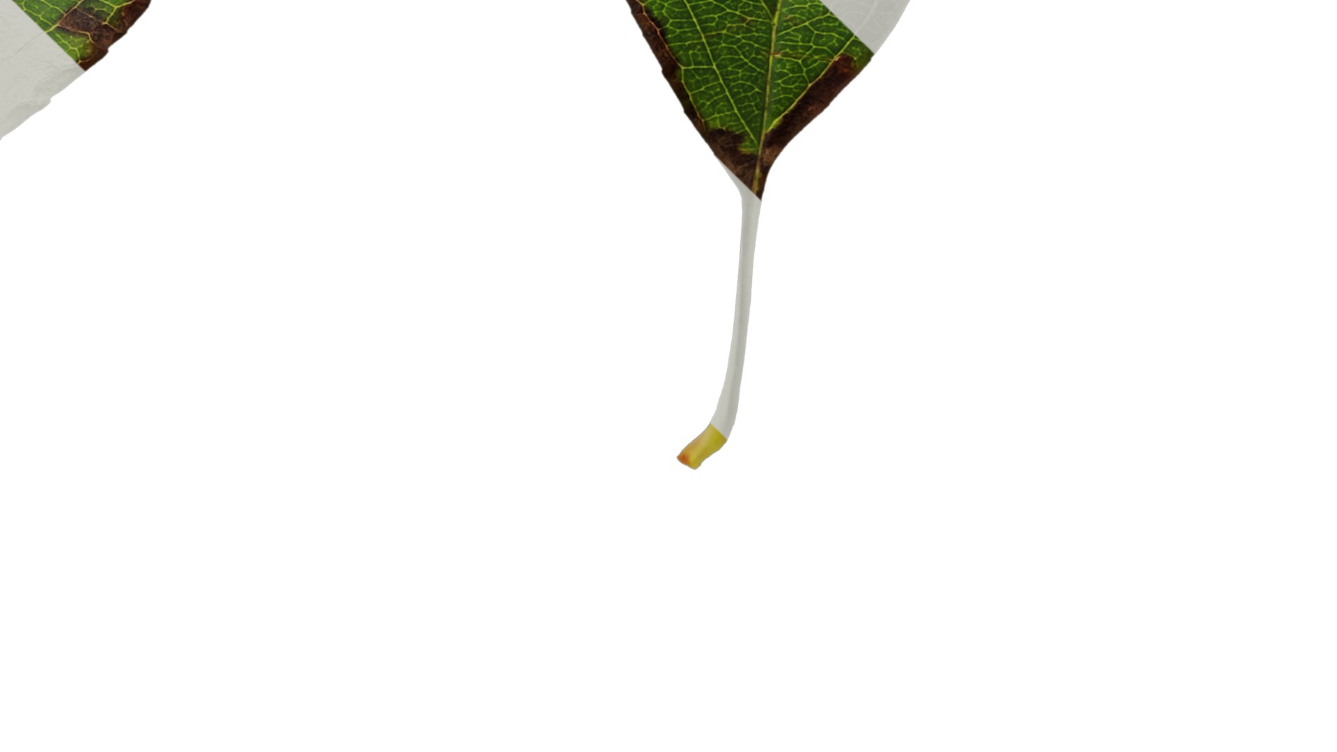 Anydrafts Malus spectabilis Leaf 01 Texture_4