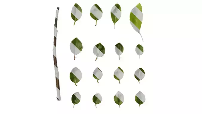 Anydrafts Malus spectabilis Leaf 02