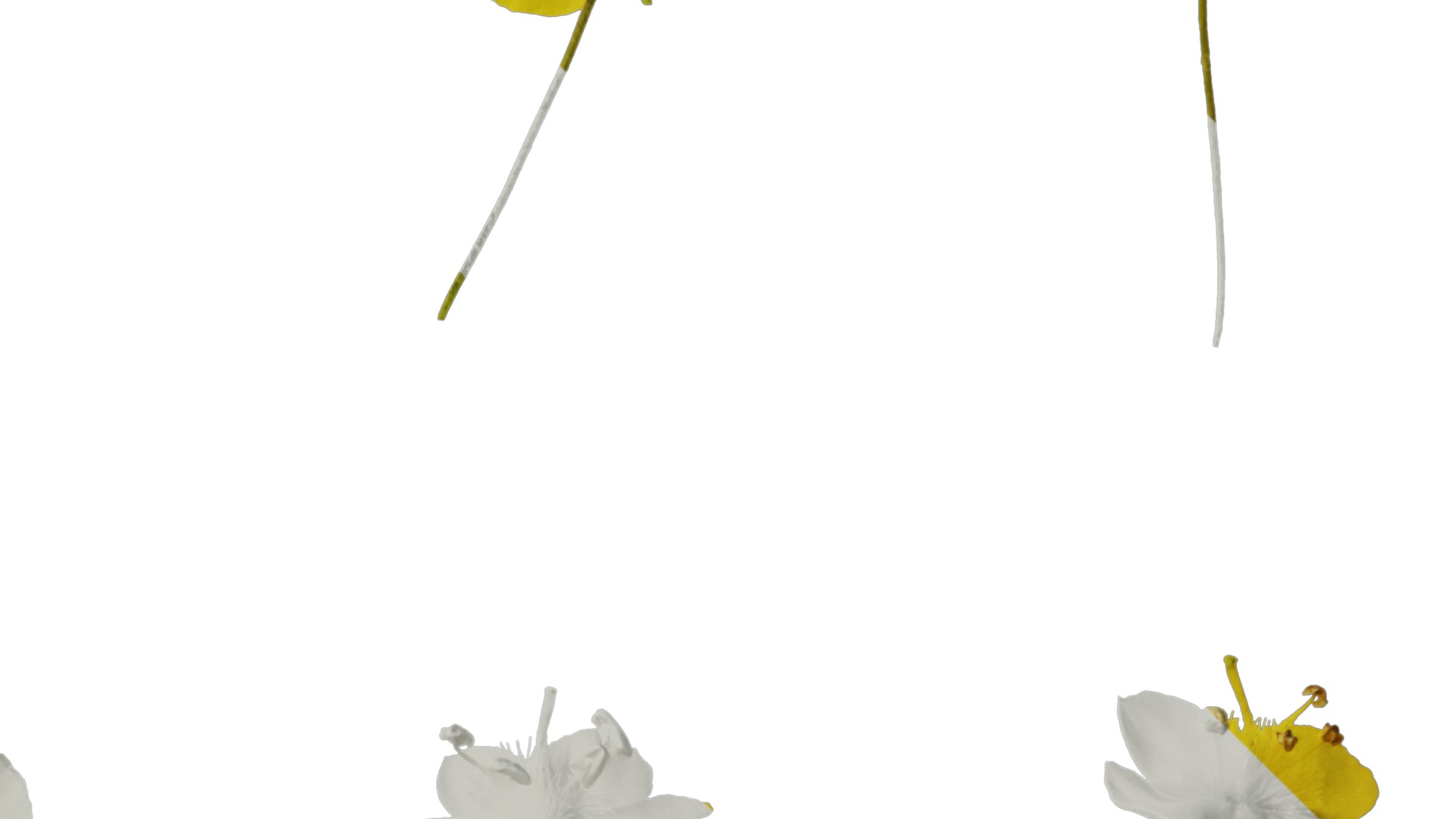 Anydrafts Scoparia melongolly yellow Flower 01 Texture_2