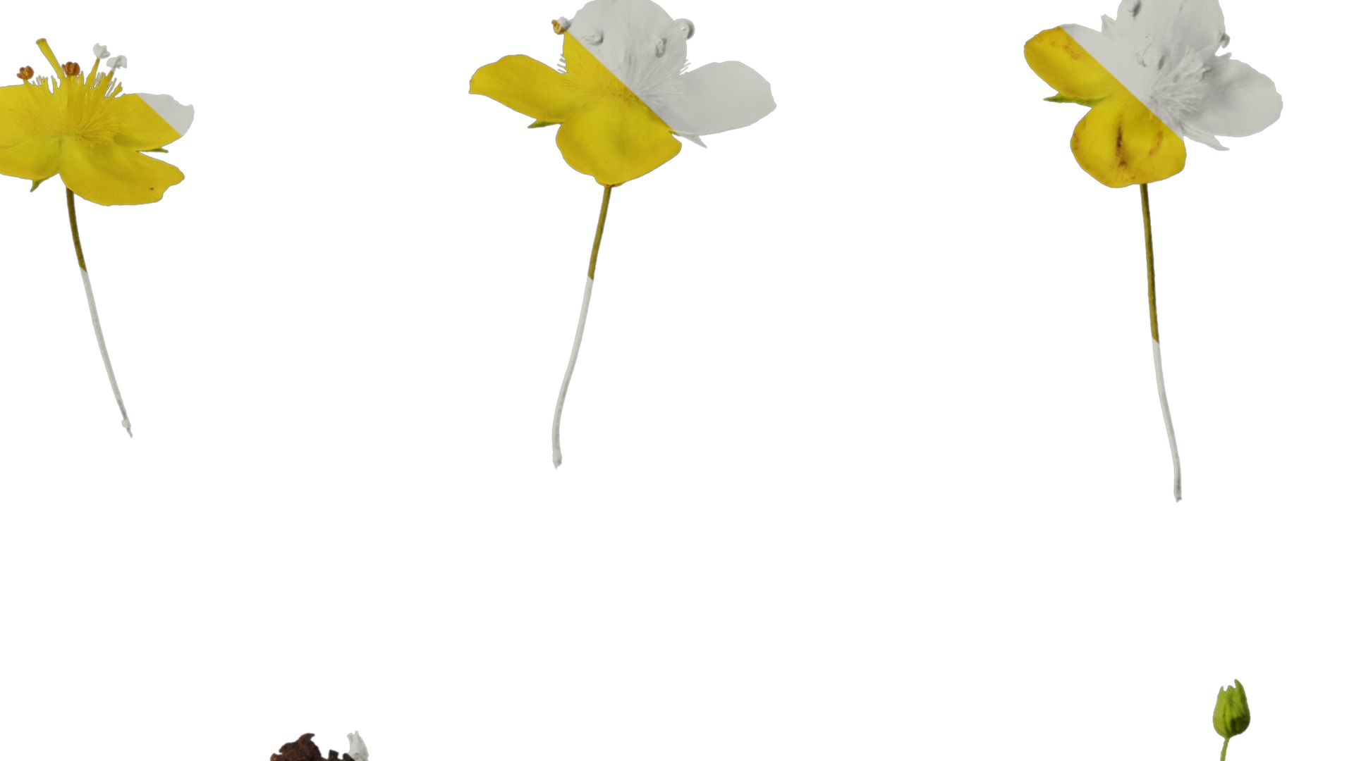 Anydrafts Scoparia melongolly yellow Flower 01 Texture_6