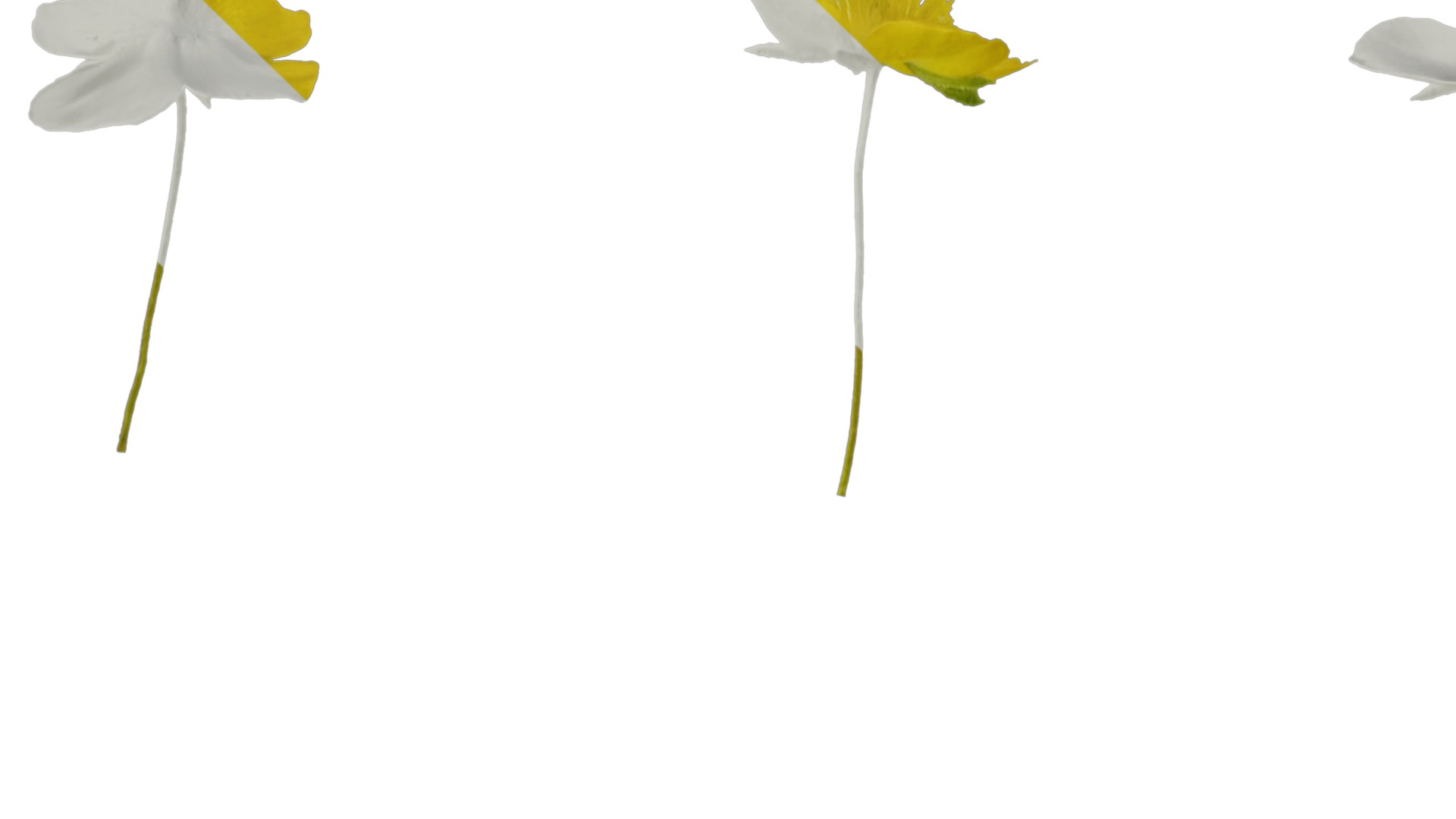 Anydrafts Scoparia melongolly yellow Flower 01 Texture_1