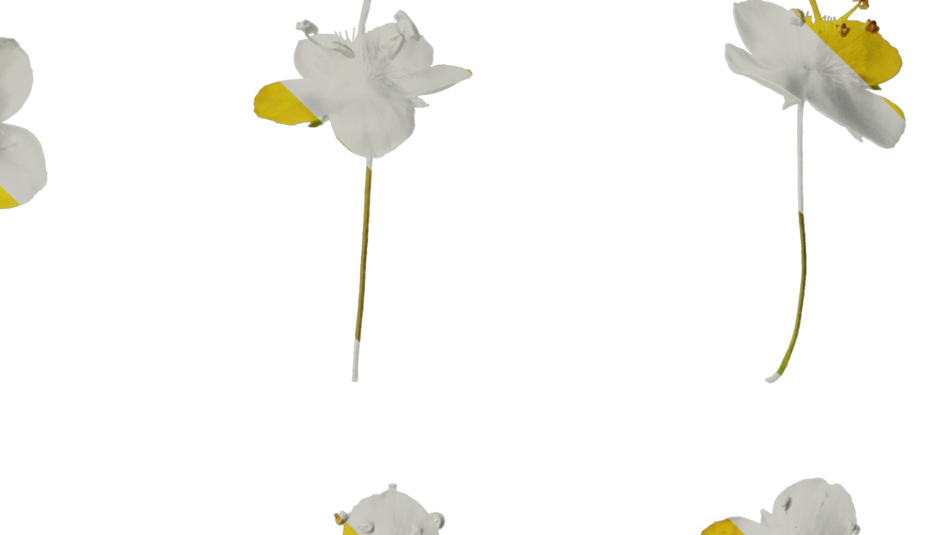 Anydrafts Scoparia melongolly yellow Flower 01 Texture_4