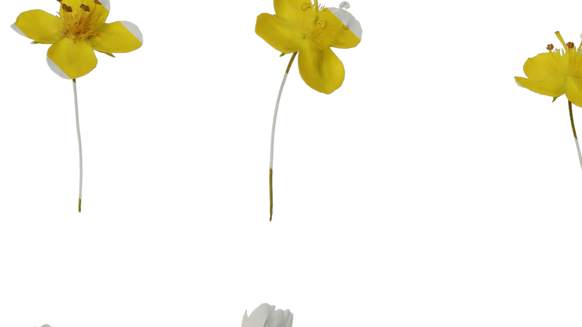 Anydrafts Scoparia melongolly yellow Flower 01 Texture_5