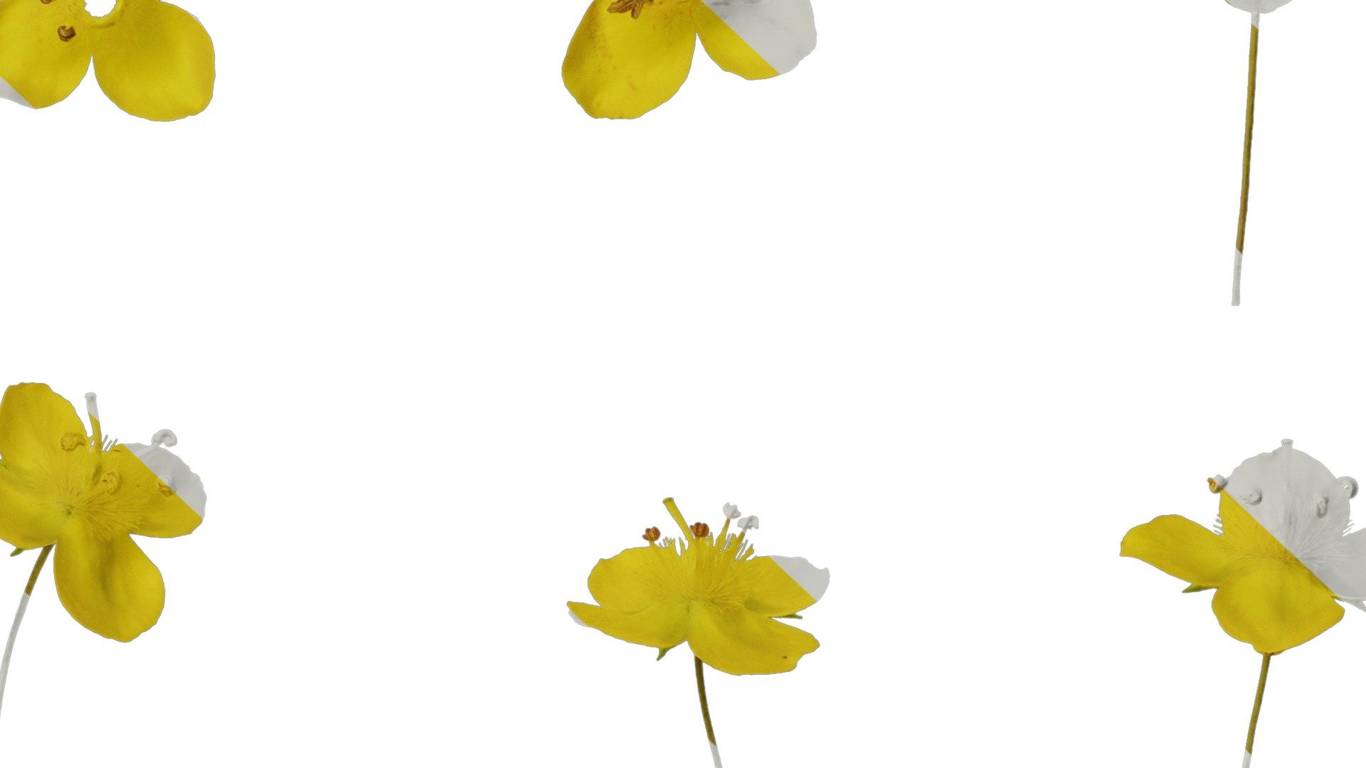 Anydrafts Scoparia melongolly yellow Flower 01 Texture_7