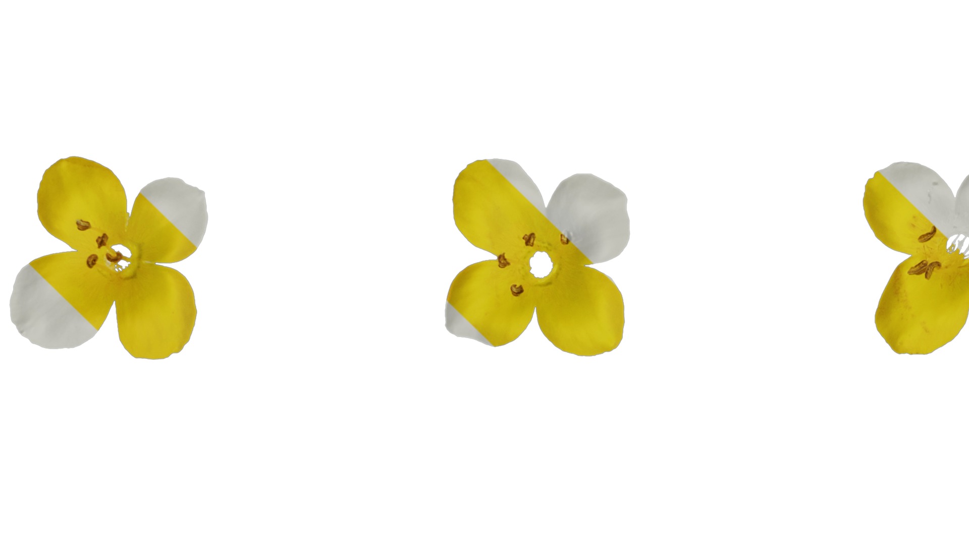 Anydrafts Scoparia melongolly yellow Flower 01 Texture_3