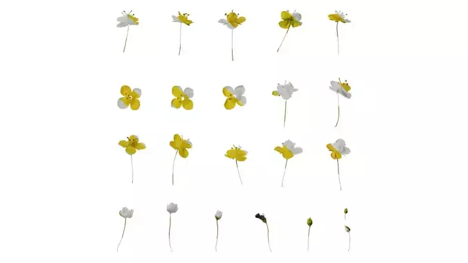 Anydrafts Scoparia melongolly yellow Flower 01