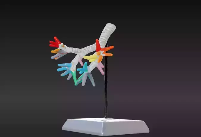 3D Model of Trachea and Bronchi