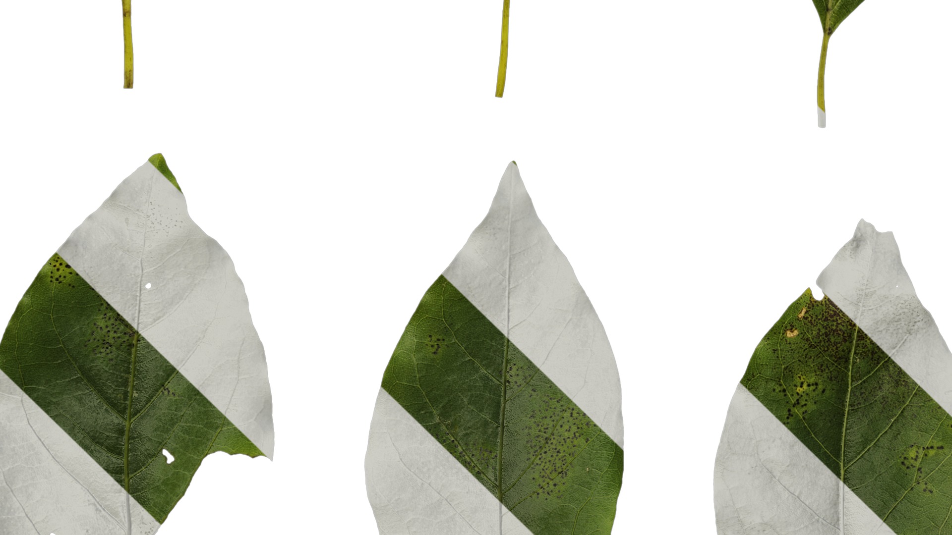 Anydrafts Malus yunnanensis Leaf 01 Texture_5