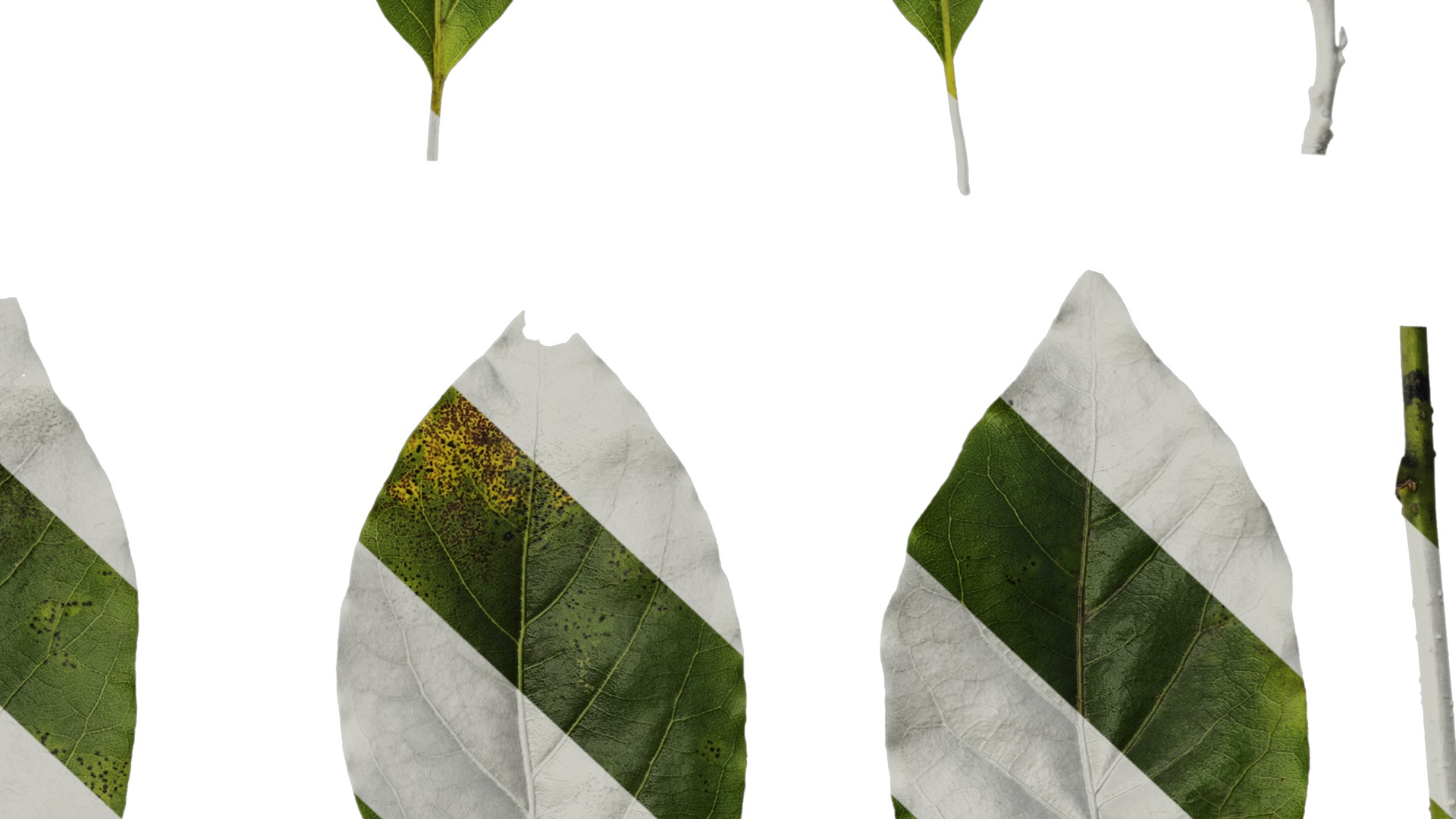 Anydrafts Malus yunnanensis Leaf 01 Texture_6