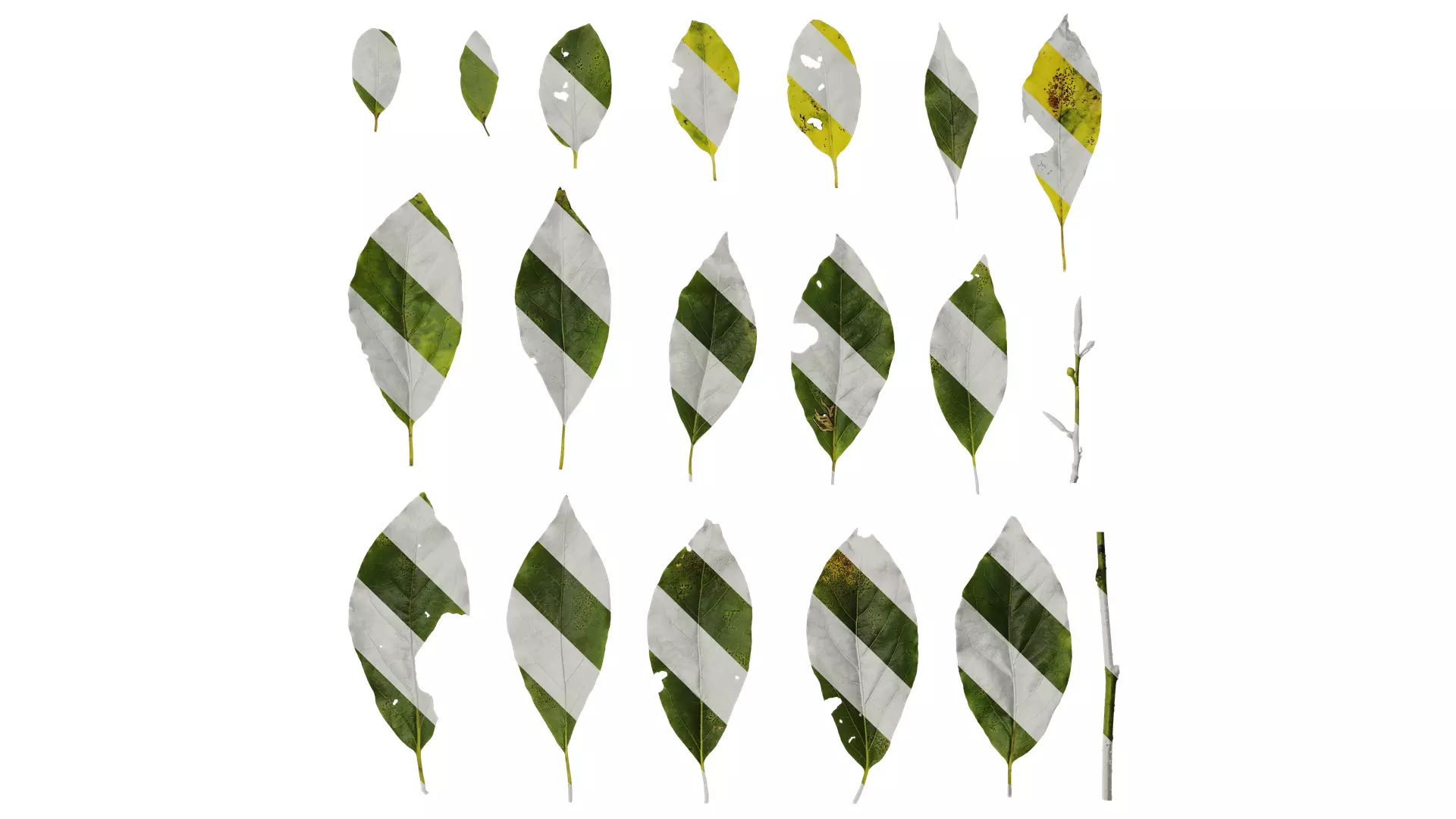 Anydrafts Malus yunnanensis Leaf 01 Texture_0