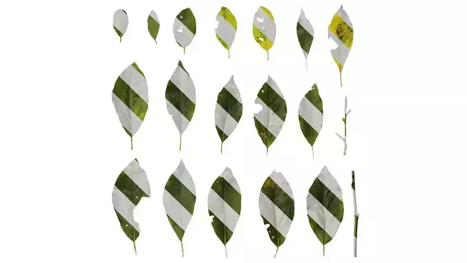 Anydrafts Malus yunnanensis Leaf 01