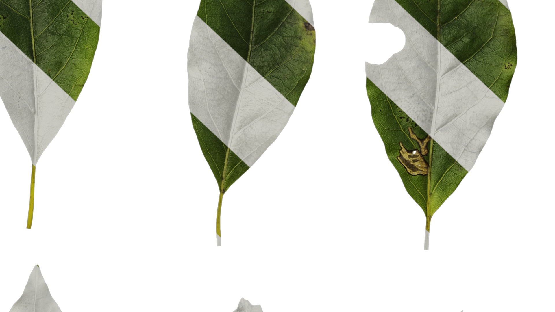 Anydrafts Malus yunnanensis Leaf 01 Texture_7