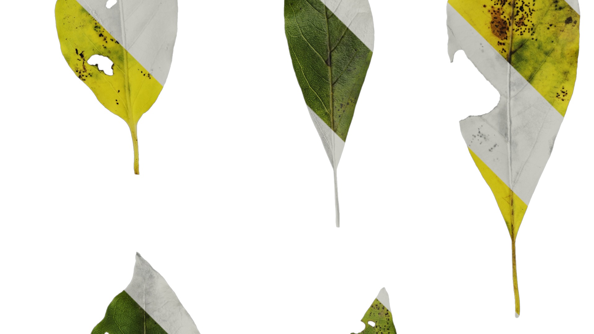 Anydrafts Malus yunnanensis Leaf 01 Texture_2