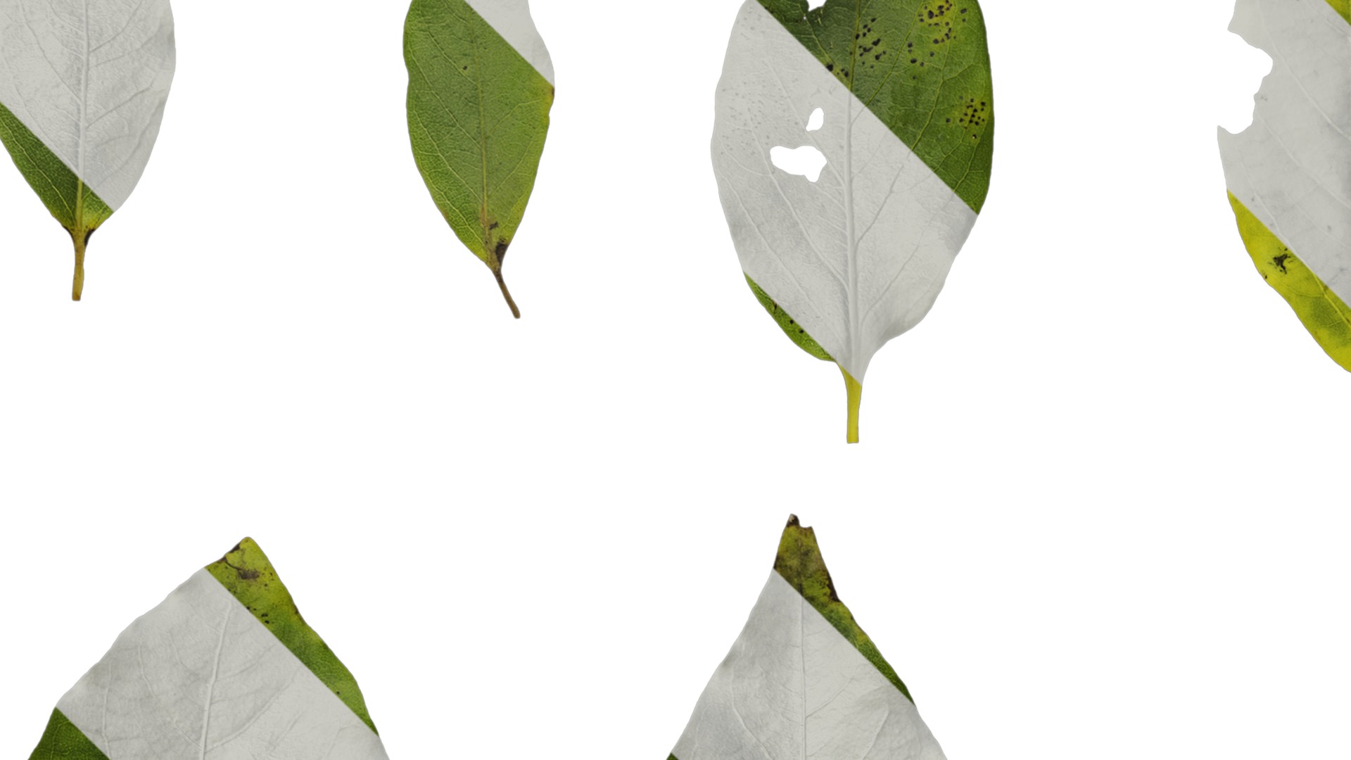 Anydrafts Malus yunnanensis Leaf 01 Texture_1