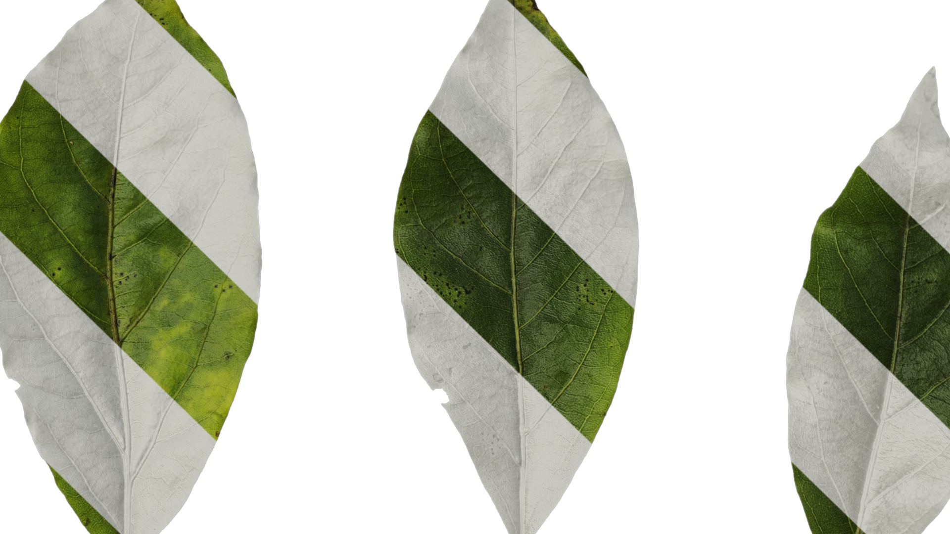 Anydrafts Malus yunnanensis Leaf 01 Texture_3