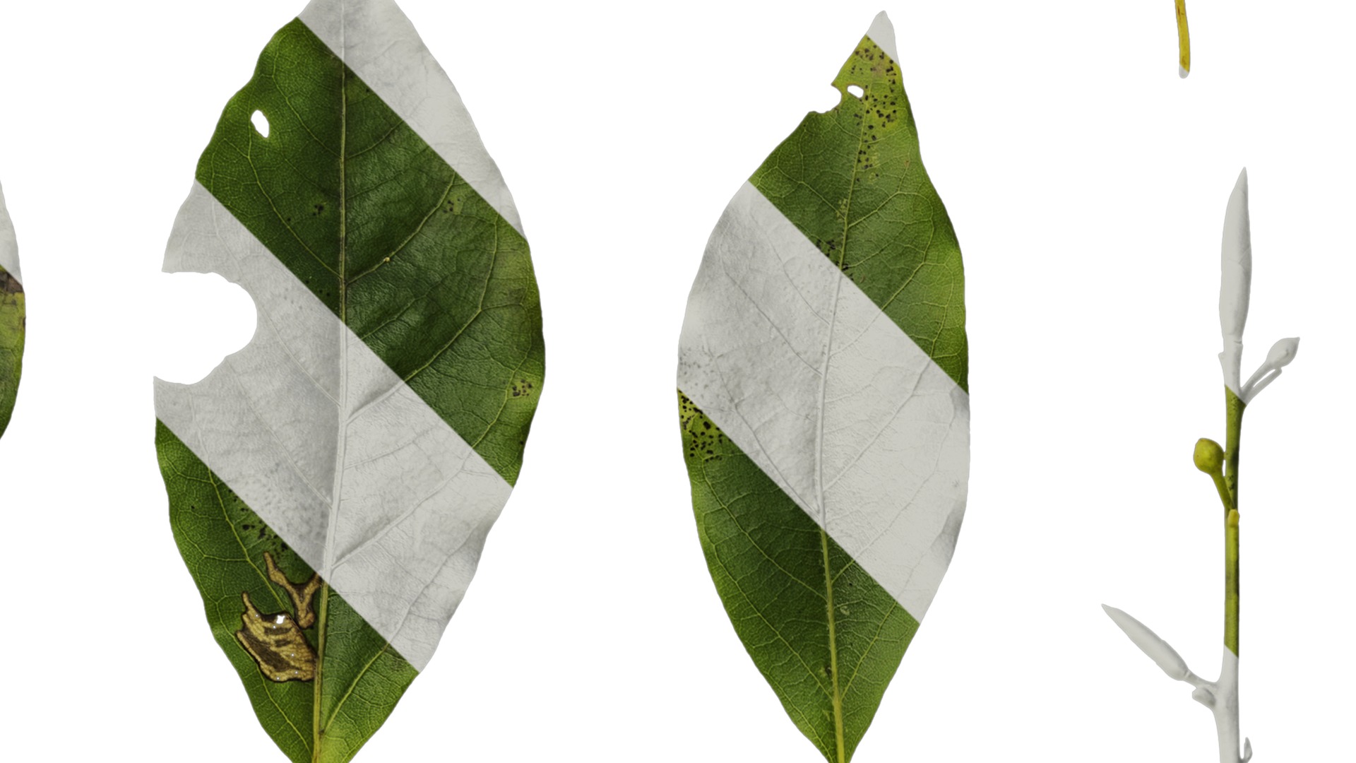 Anydrafts Malus yunnanensis Leaf 01 Texture_4