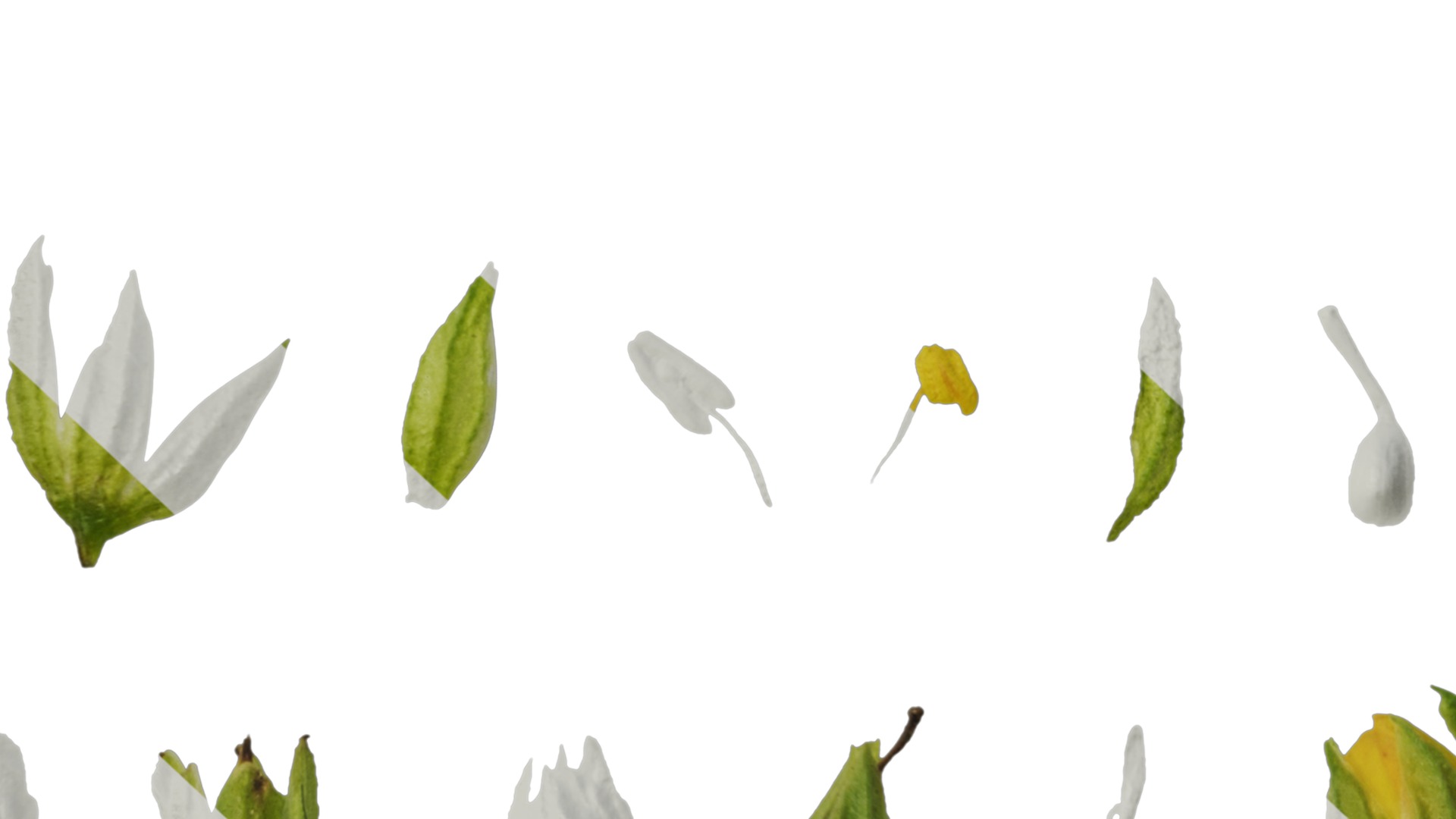 Anydrafts Scoparia melongolly yellow Flower 02 Texture_7