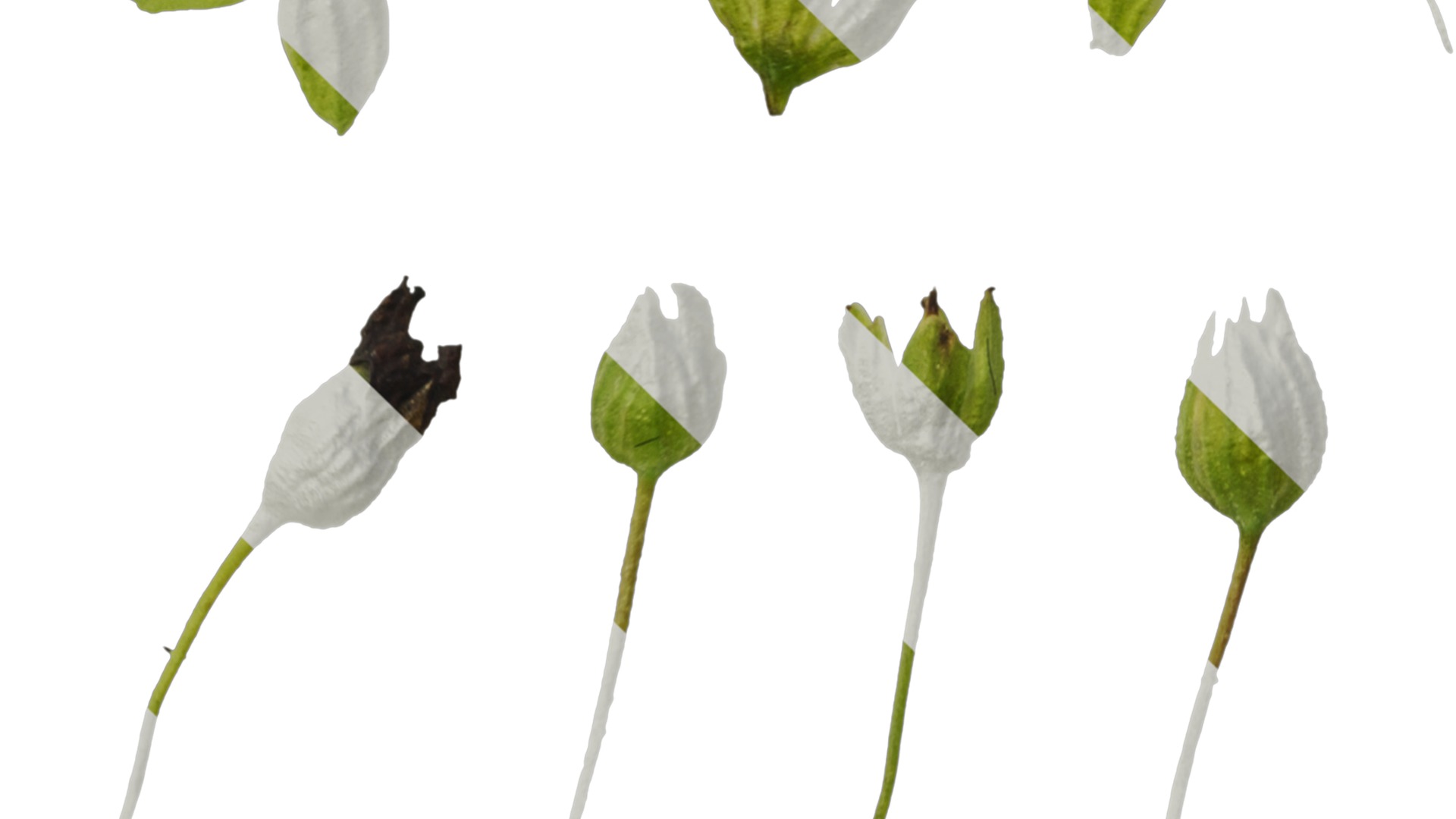 Anydrafts Scoparia melongolly yellow Flower 02 Texture_5