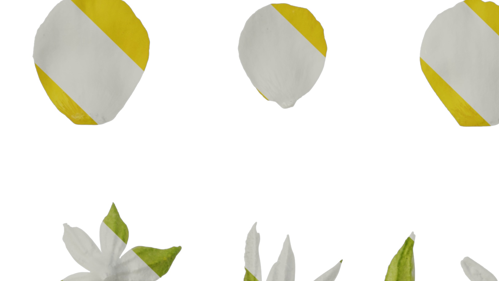 Anydrafts Scoparia melongolly yellow Flower 02 Texture_3