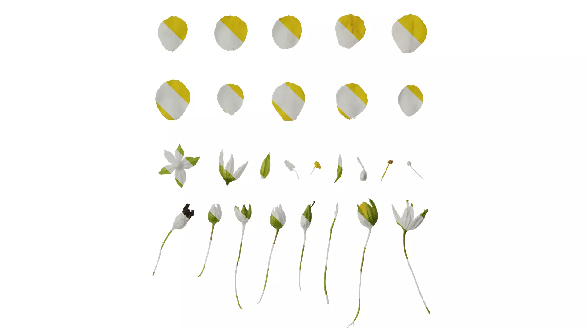 Anydrafts Scoparia melongolly yellow Flower 02 Texture_0