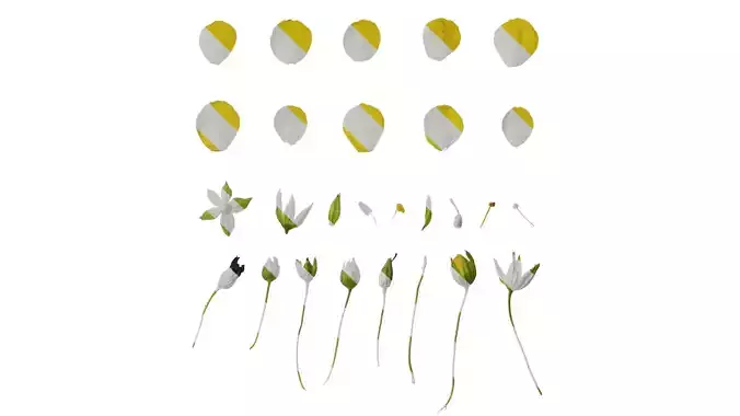 Anydrafts Scoparia melongolly yellow Flower 02