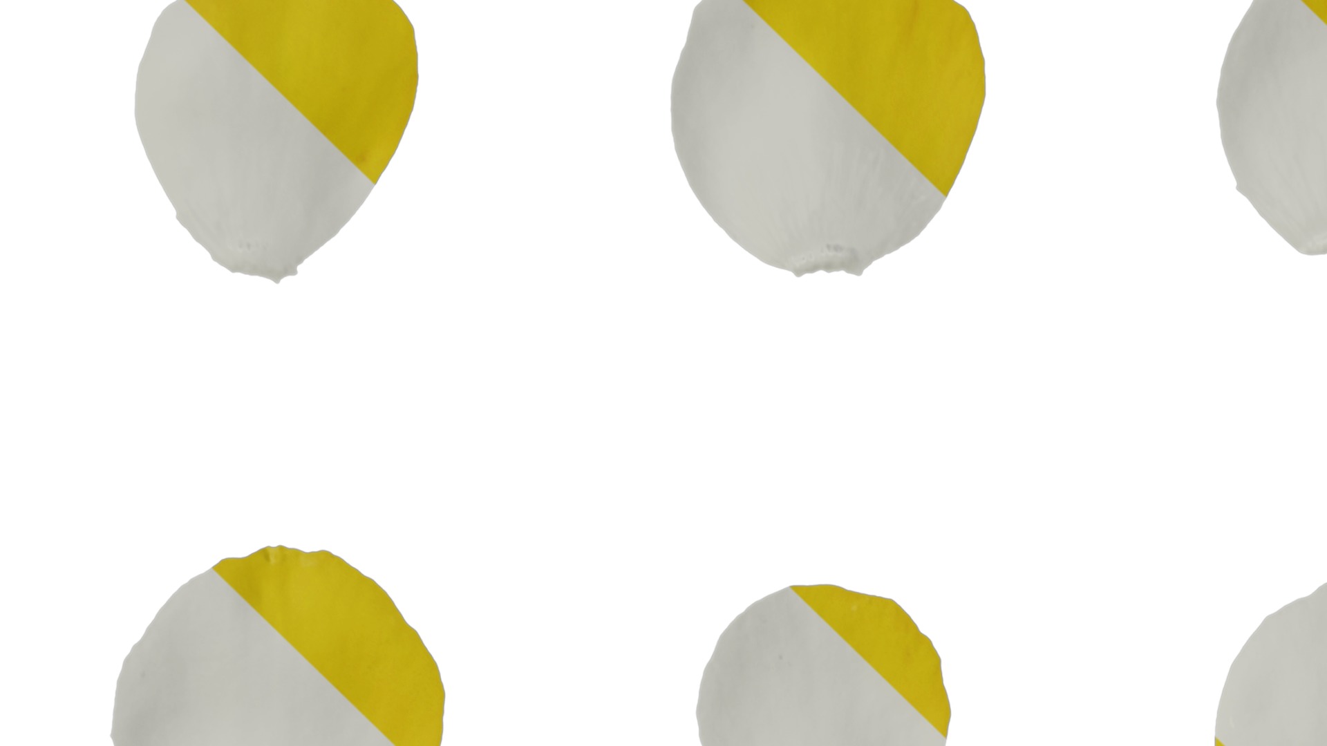 Anydrafts Scoparia melongolly yellow Flower 02 Texture_1