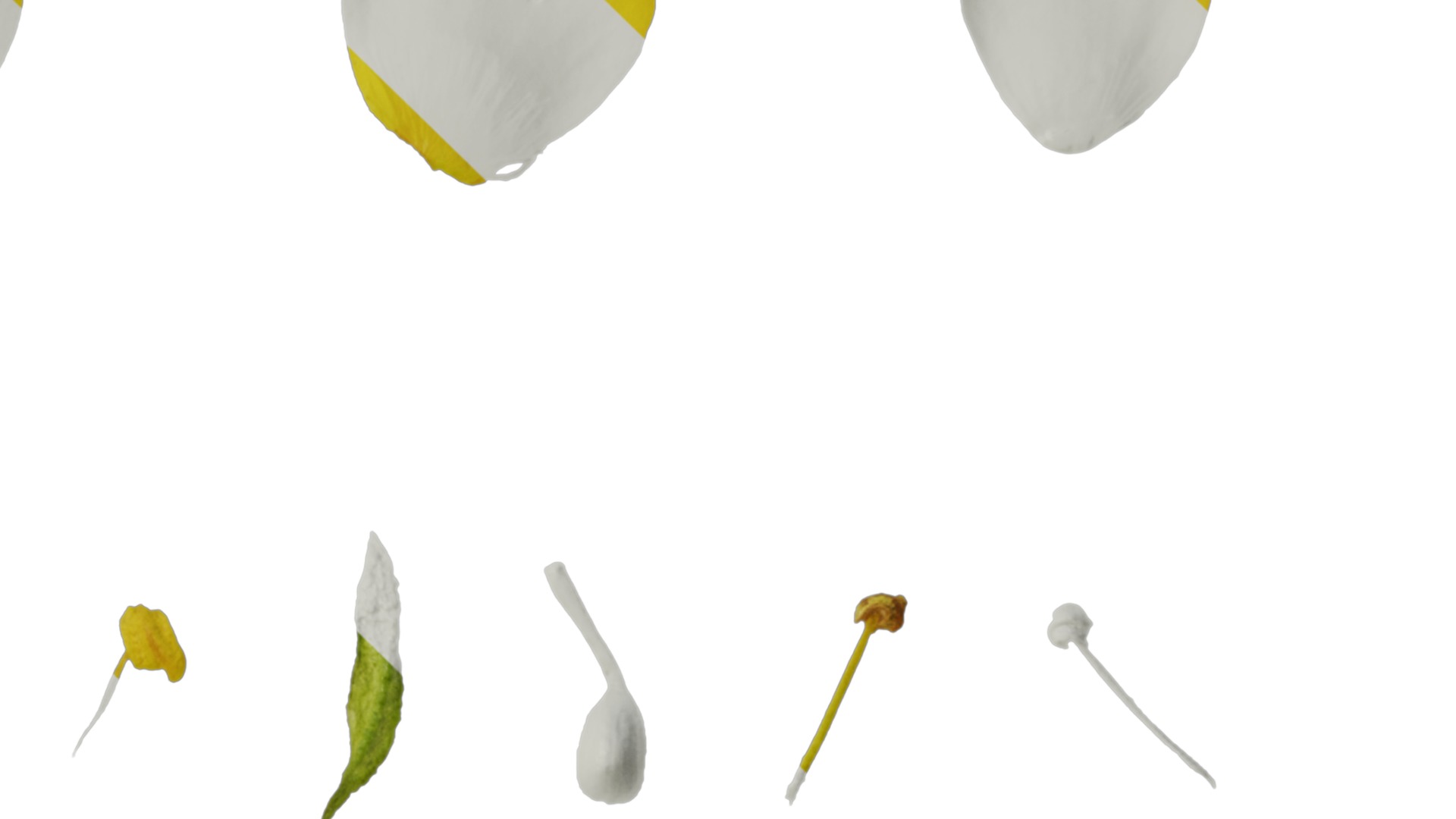 Anydrafts Scoparia melongolly yellow Flower 02 Texture_4