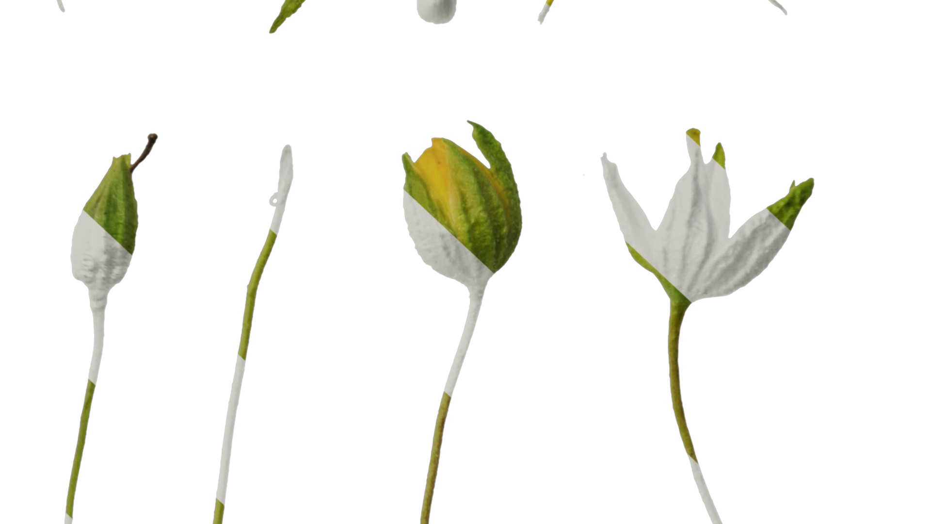 Anydrafts Scoparia melongolly yellow Flower 02 Texture_6