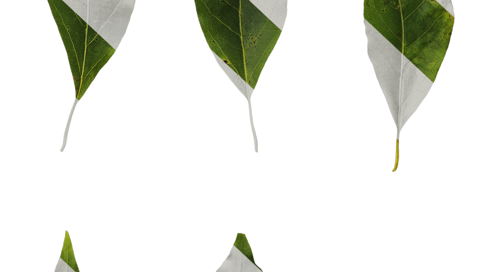 Anydrafts Malus yunnanensis Leaf 02 Texture_7