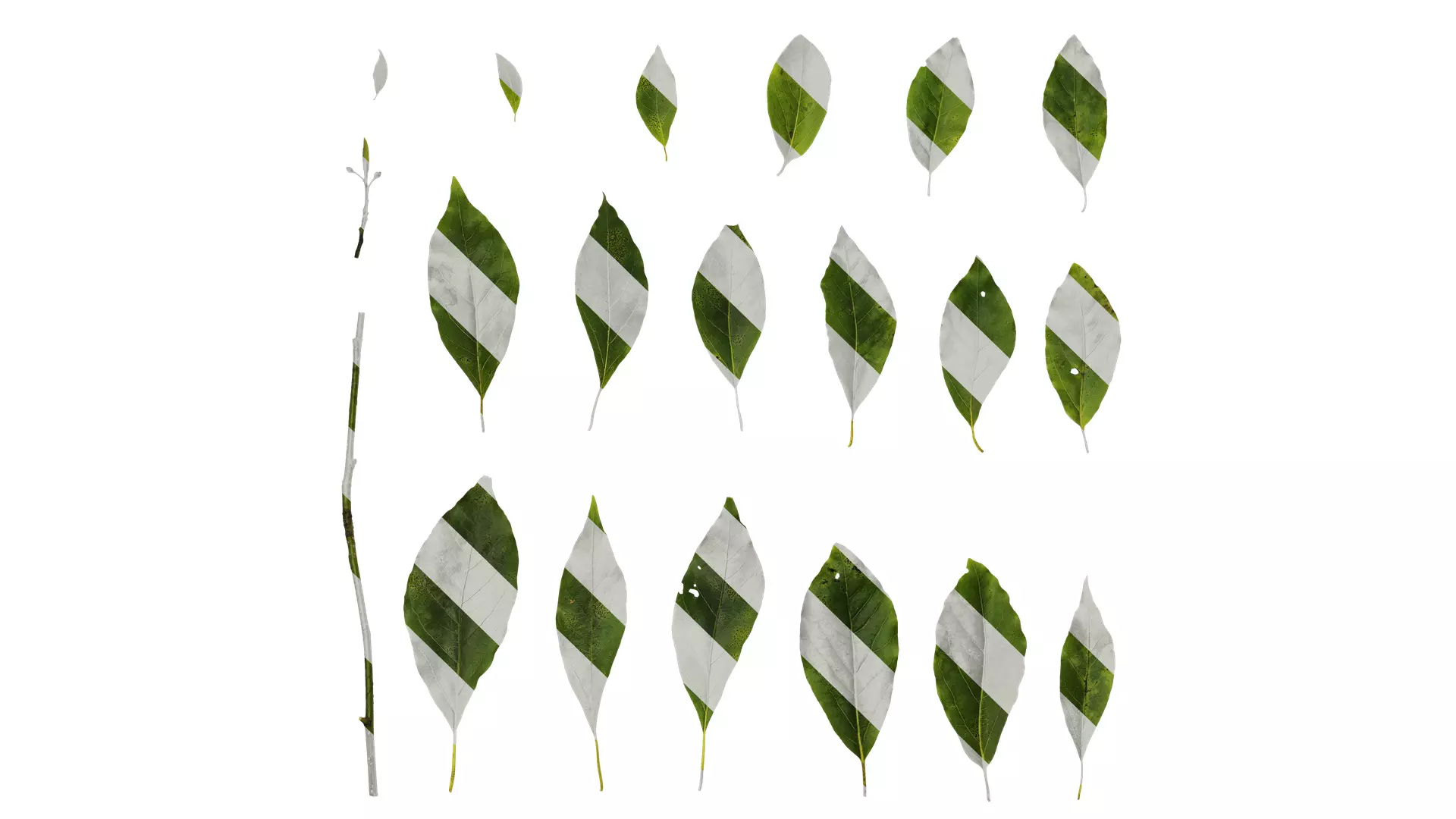Anydrafts Malus yunnanensis Leaf 02 Texture_0
