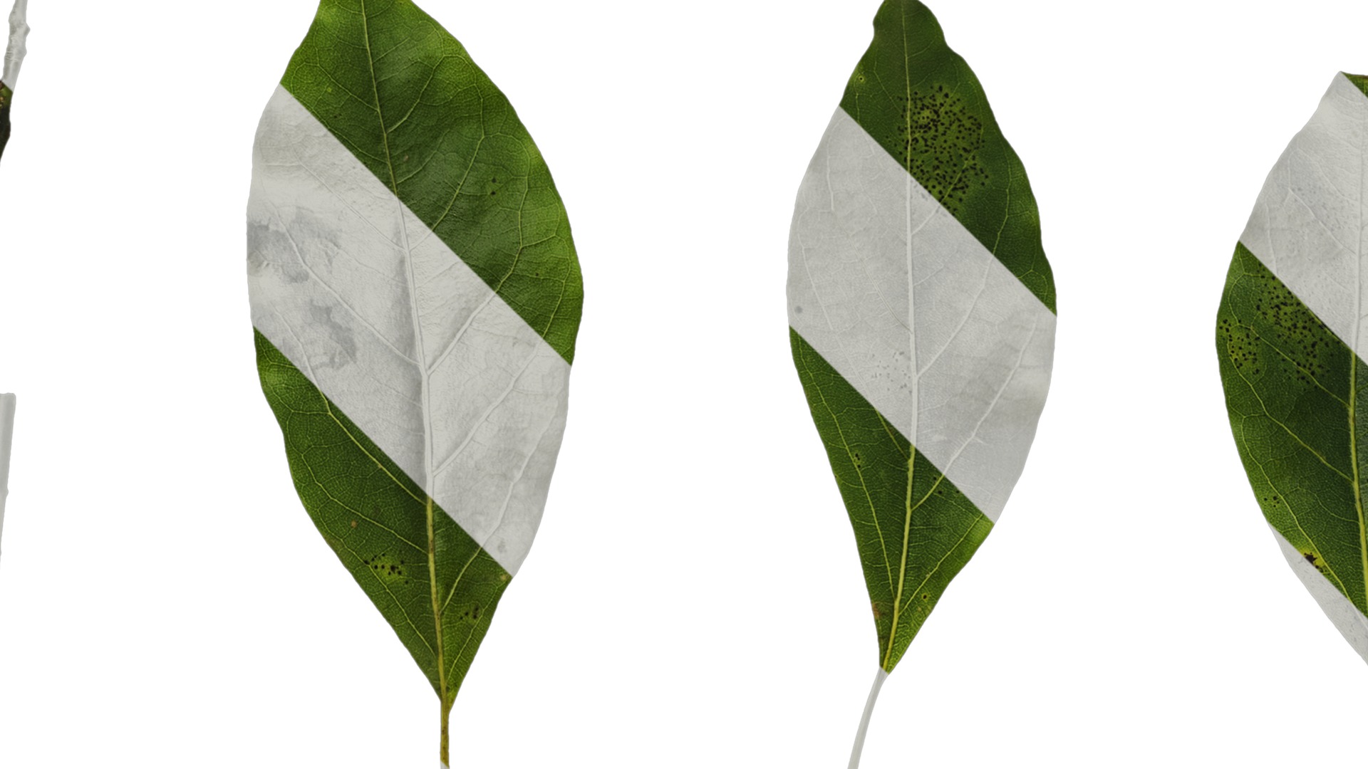 Anydrafts Malus yunnanensis Leaf 02 Texture_3