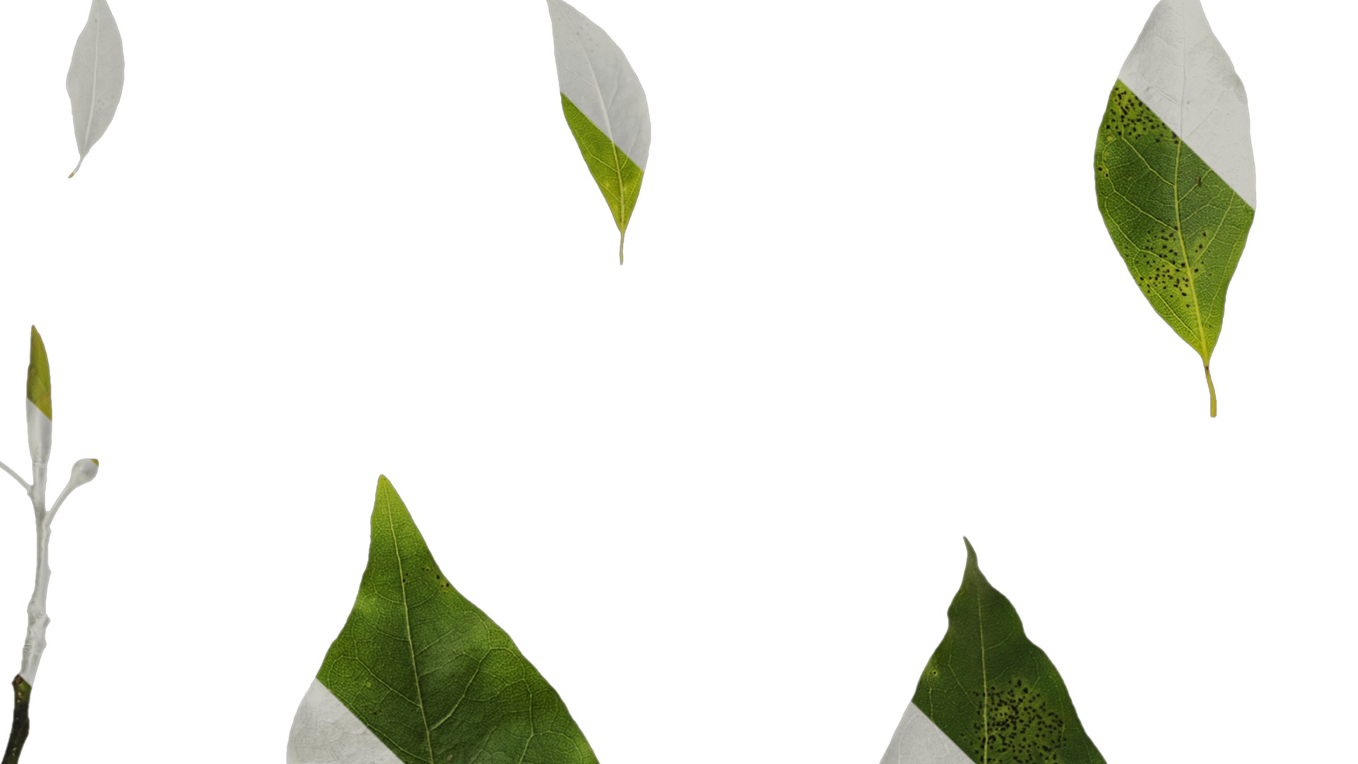 Anydrafts Malus yunnanensis Leaf 02 Texture_1