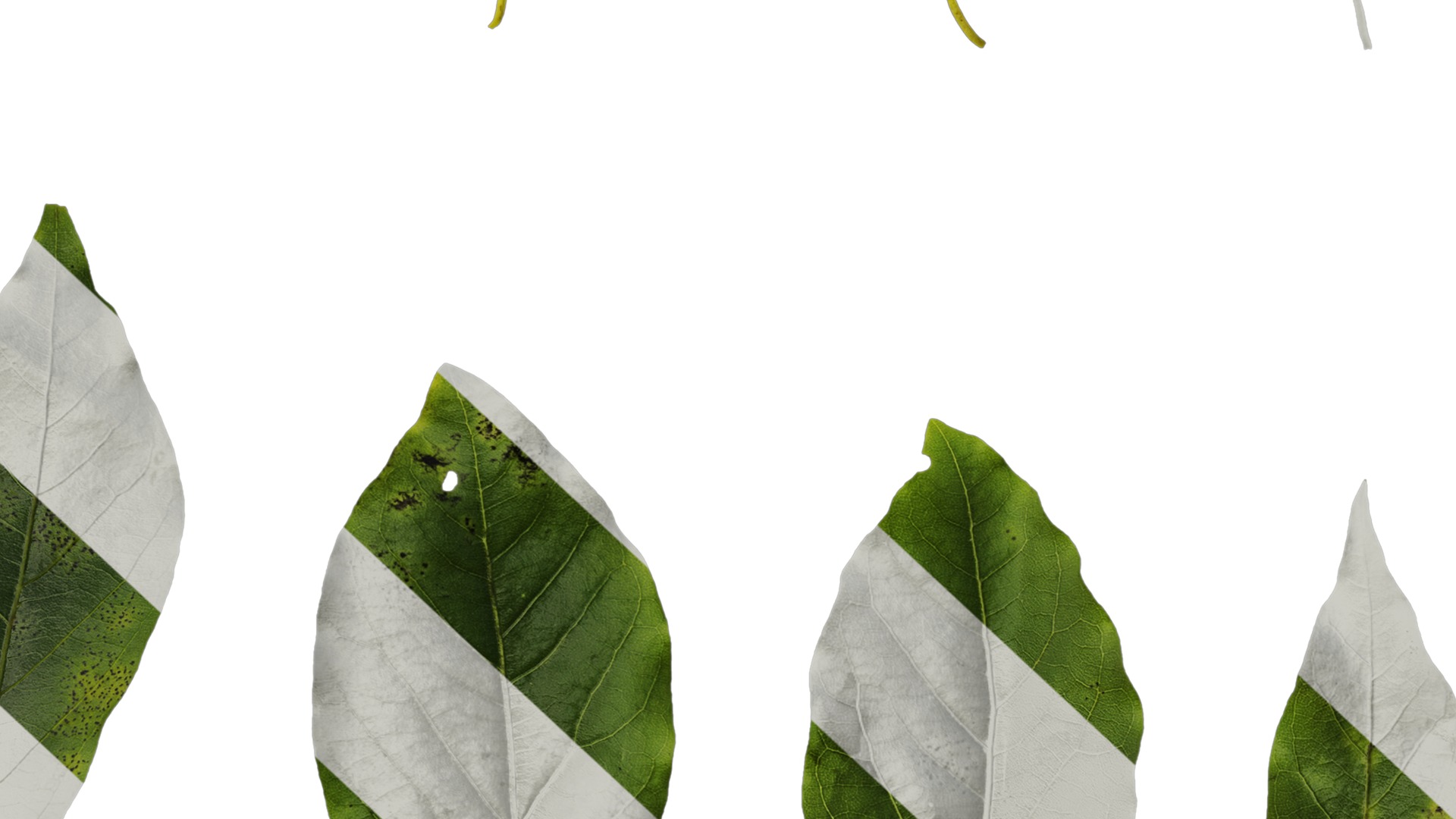 Anydrafts Malus yunnanensis Leaf 02 Texture_6