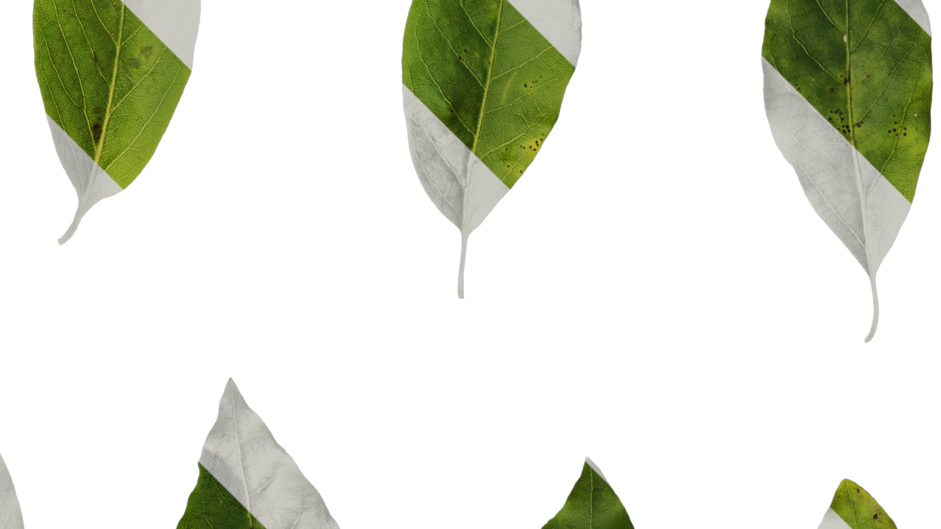 Anydrafts Malus yunnanensis Leaf 02 Texture_2