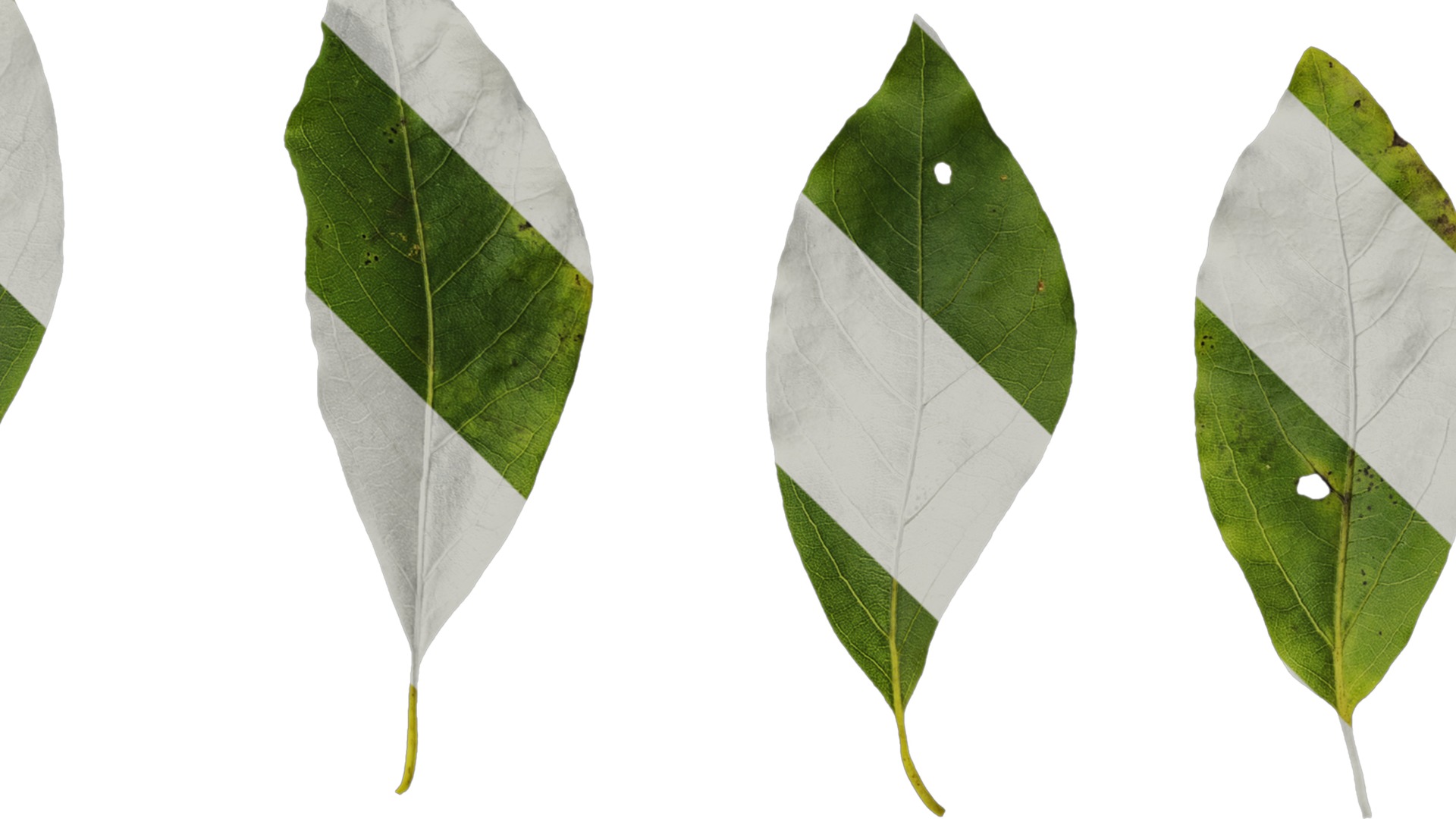 Anydrafts Malus yunnanensis Leaf 02 Texture_4