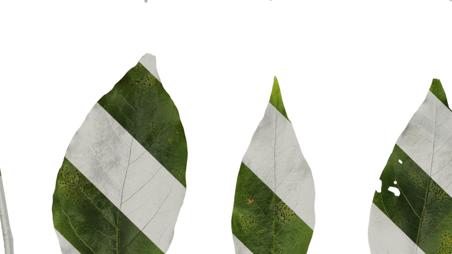 Anydrafts Malus yunnanensis Leaf 02 Texture_5