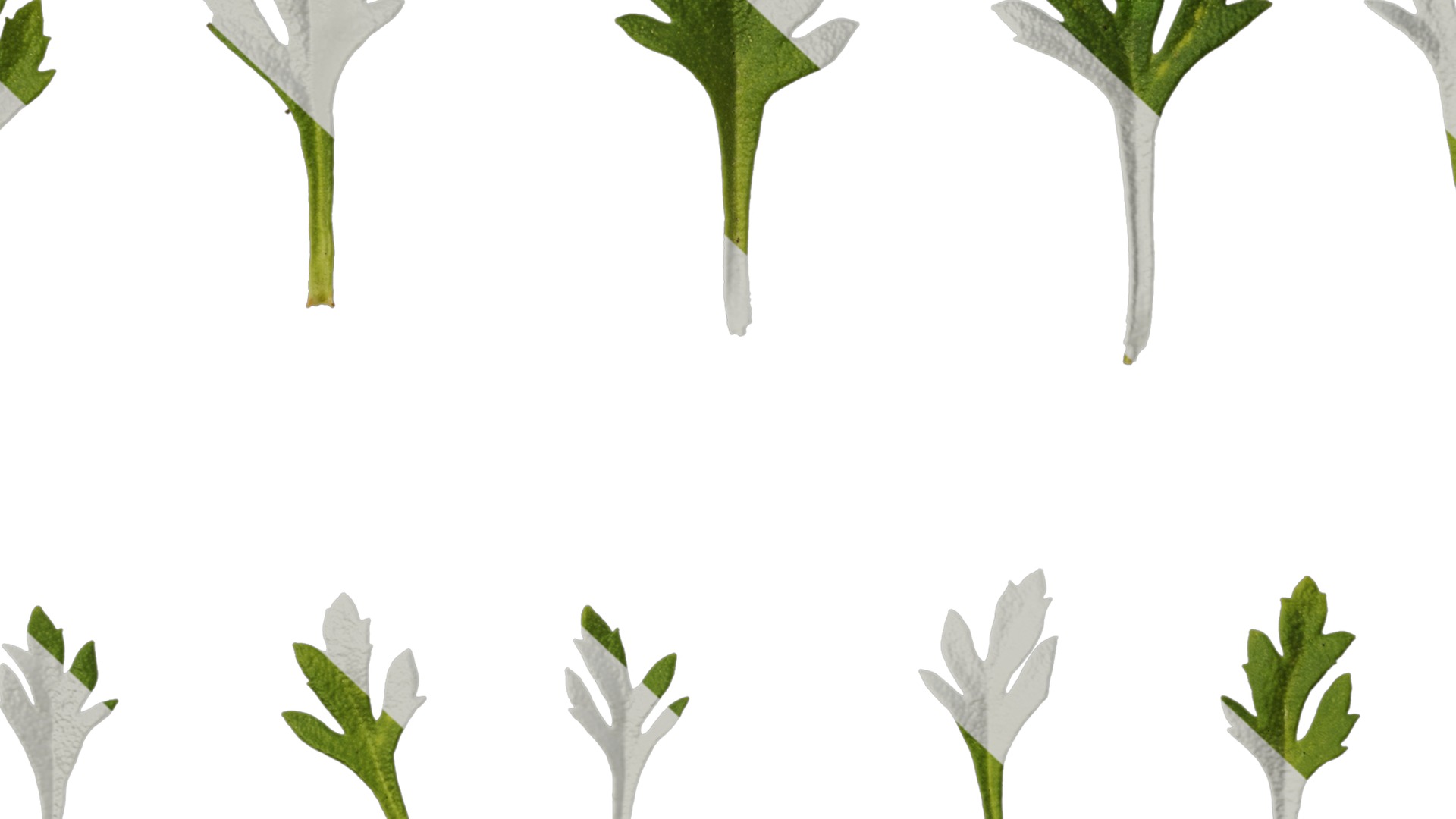 Anydrafts Scoparia melongolly yellow Leaf 01 Texture_7