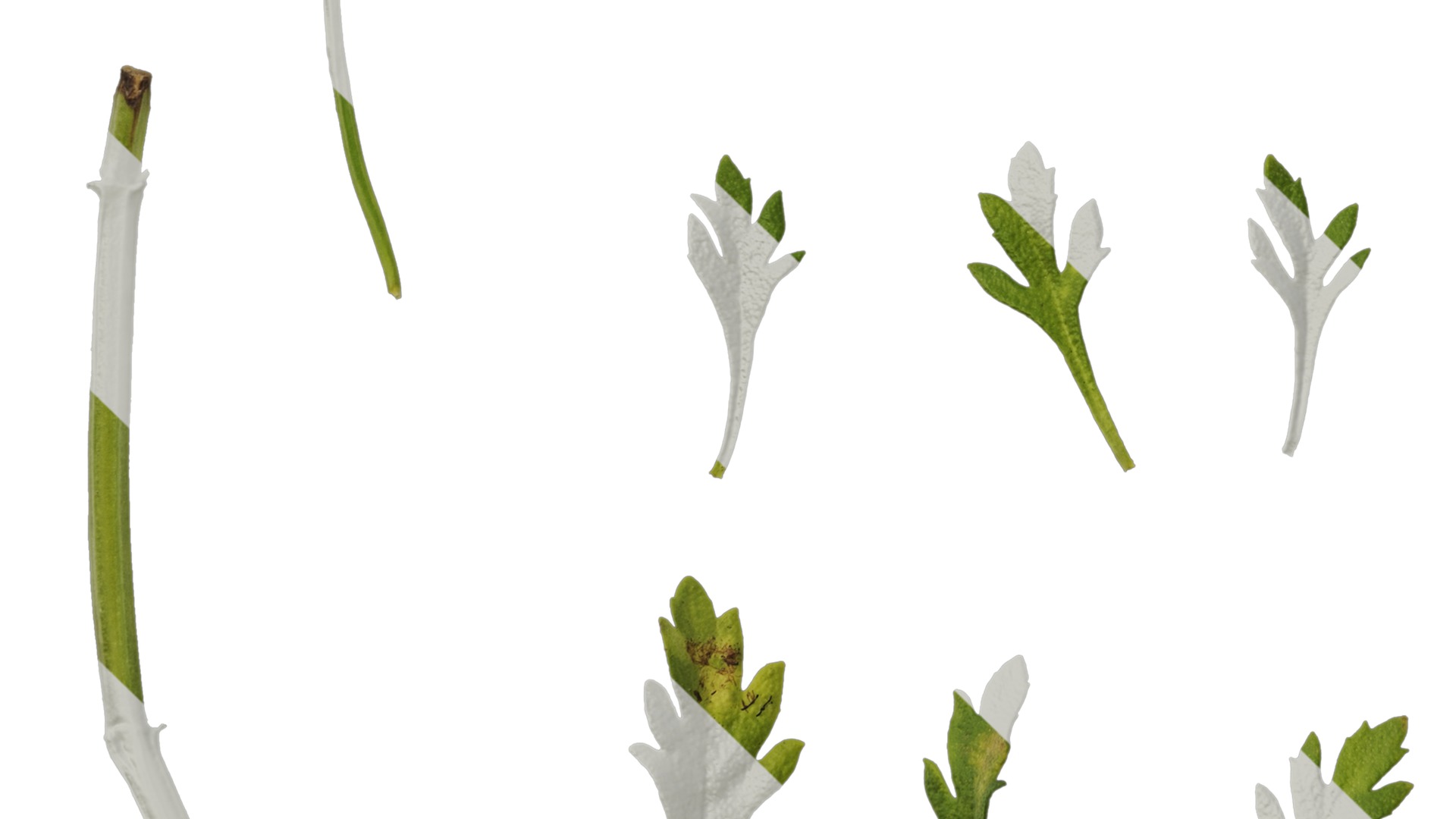 Anydrafts Scoparia melongolly yellow Leaf 01 Texture_5