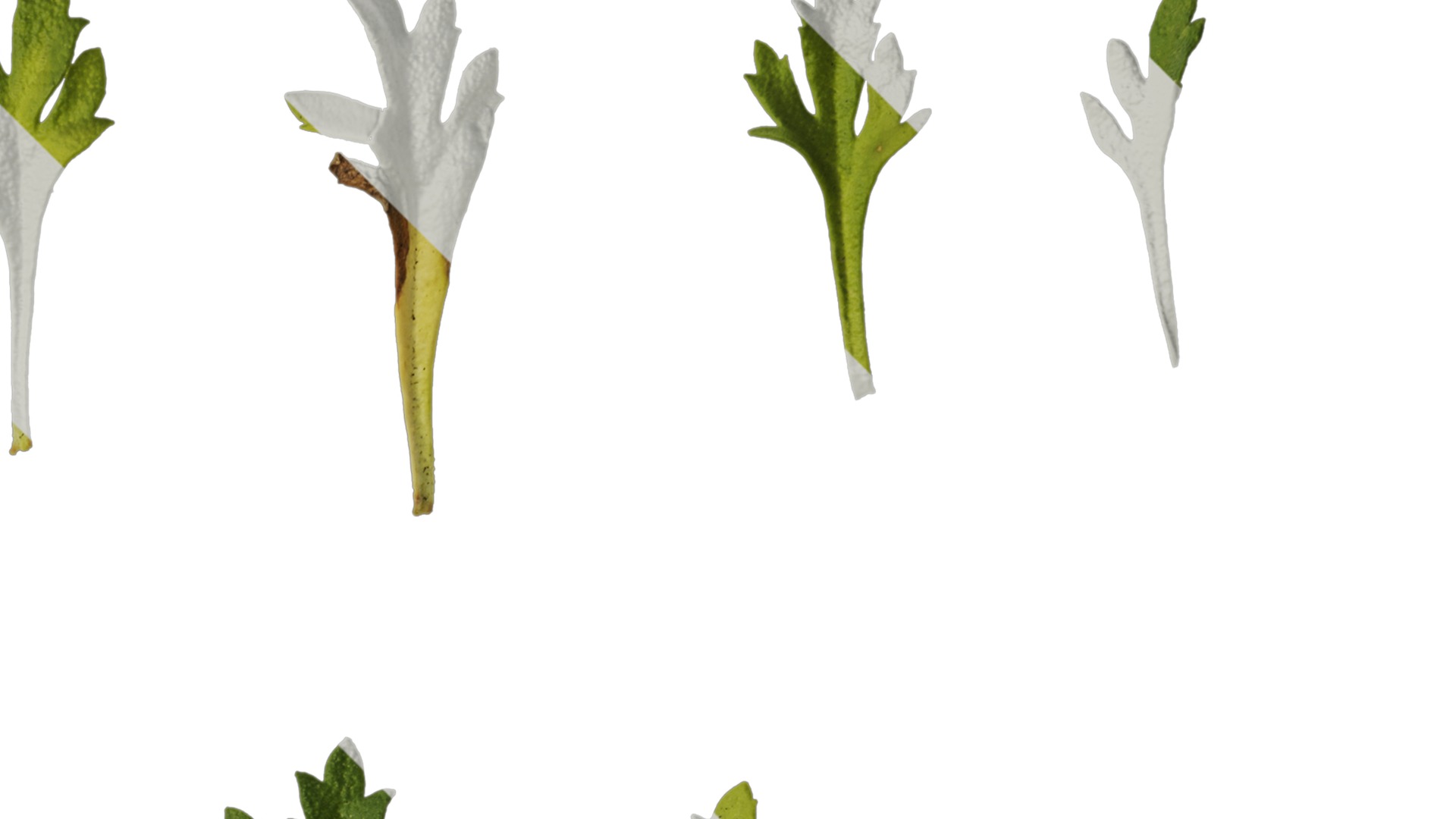 Anydrafts Scoparia melongolly yellow Leaf 01 Texture_2