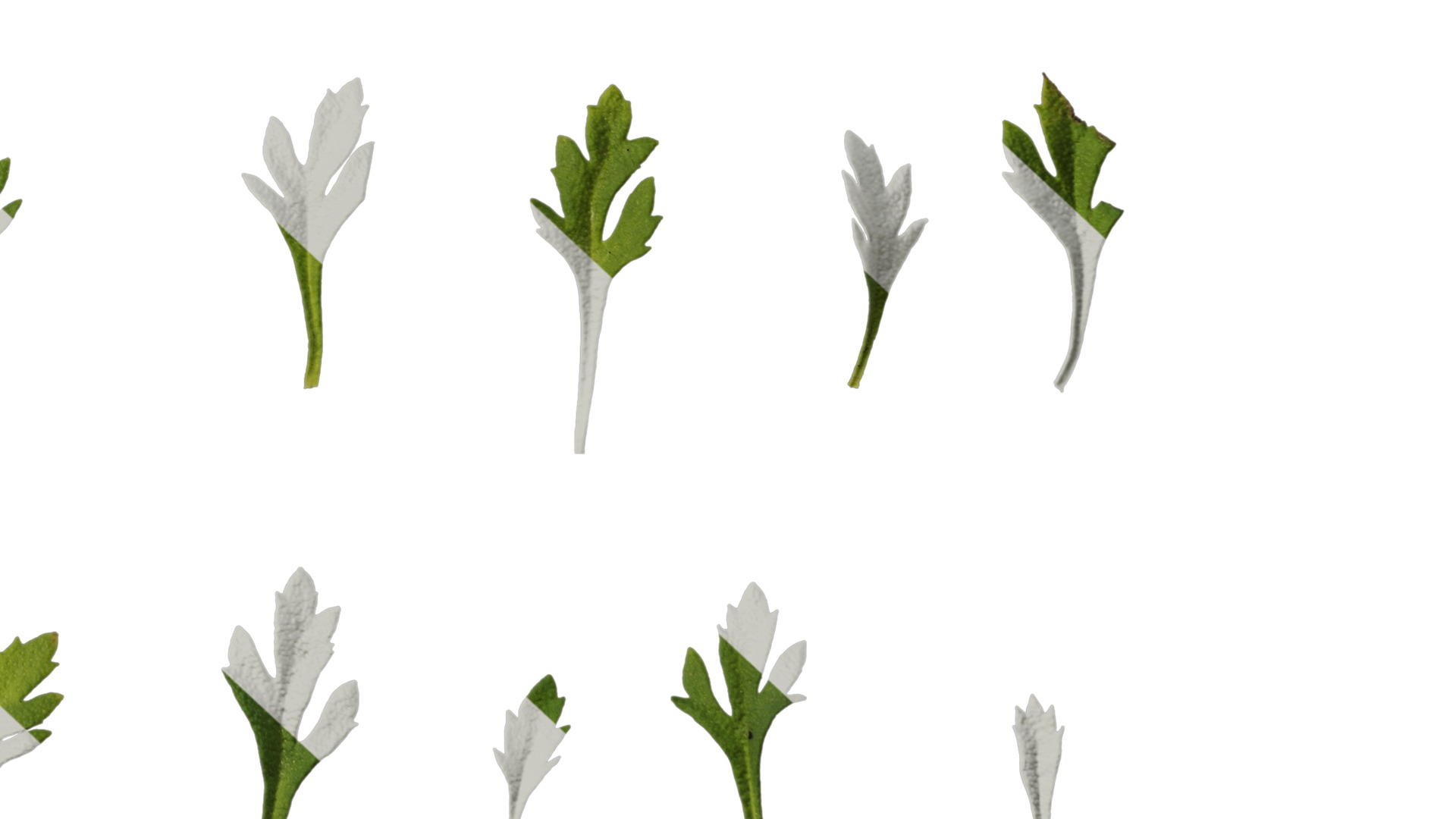 Anydrafts Scoparia melongolly yellow Leaf 01 Texture_6