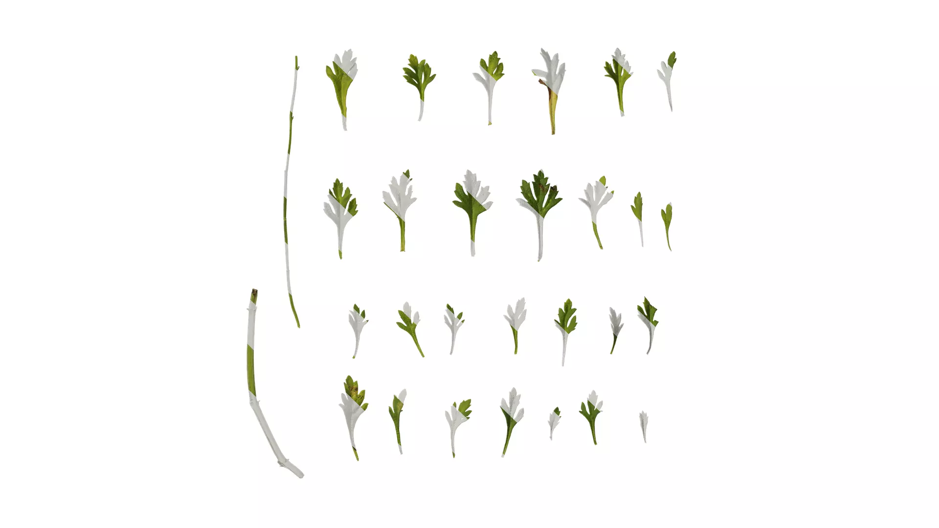 Anydrafts Scoparia melongolly yellow Leaf 01 Texture_0