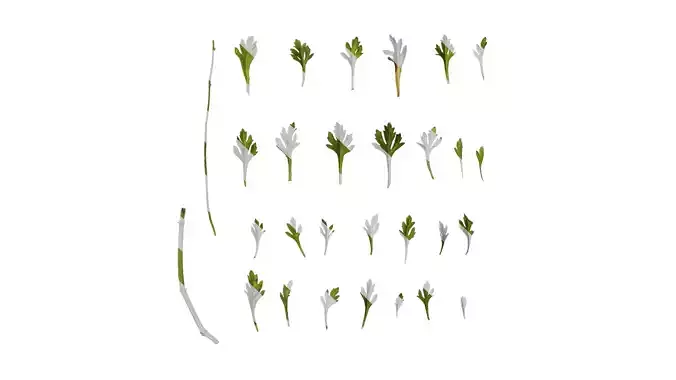 Anydrafts Scoparia melongolly yellow Leaf 01