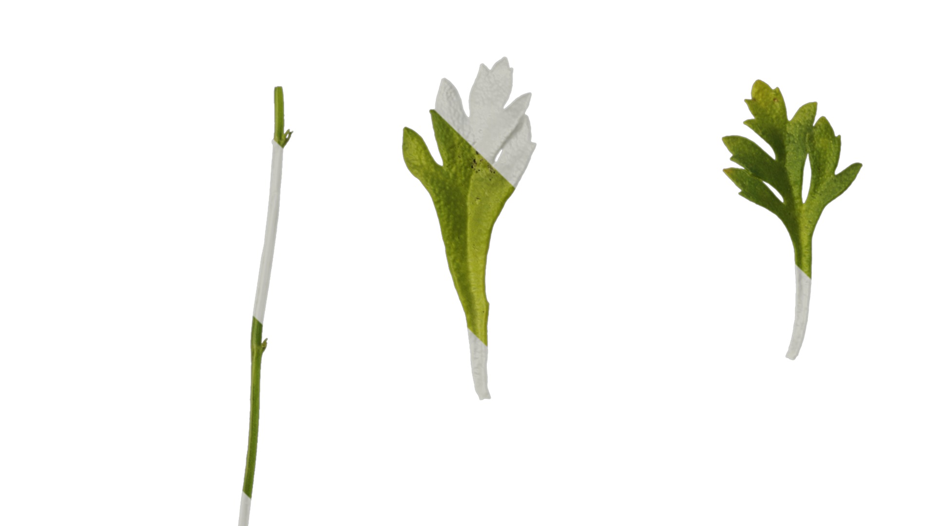 Anydrafts Scoparia melongolly yellow Leaf 01 Texture_1