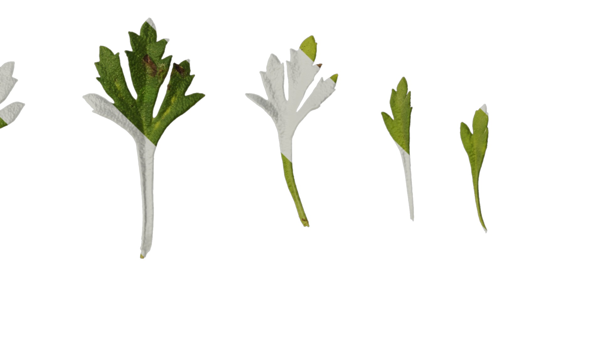 Anydrafts Scoparia melongolly yellow Leaf 01 Texture_4