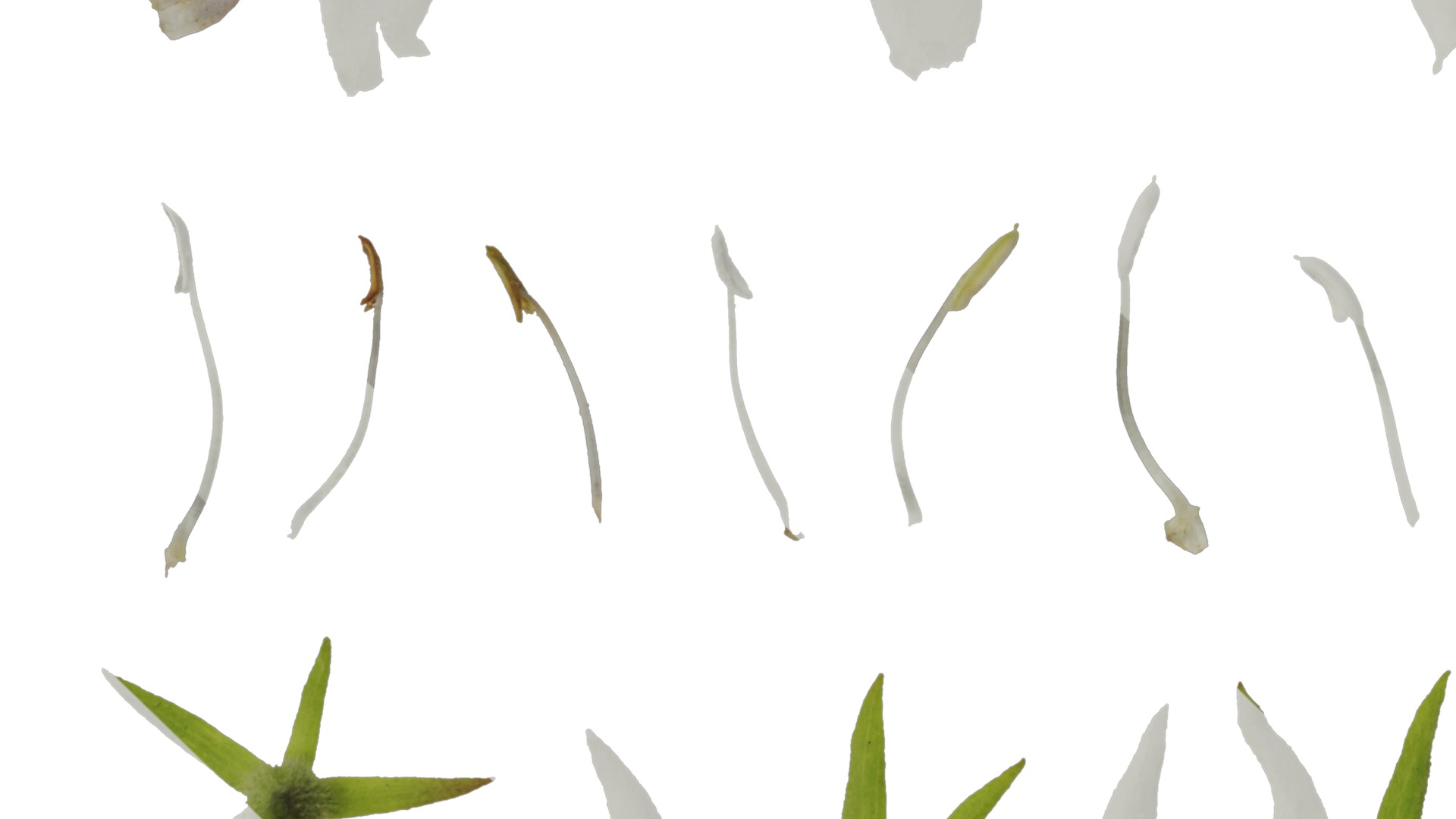 Anydrafts Sesamum indicum Atlas 01 Texture_5