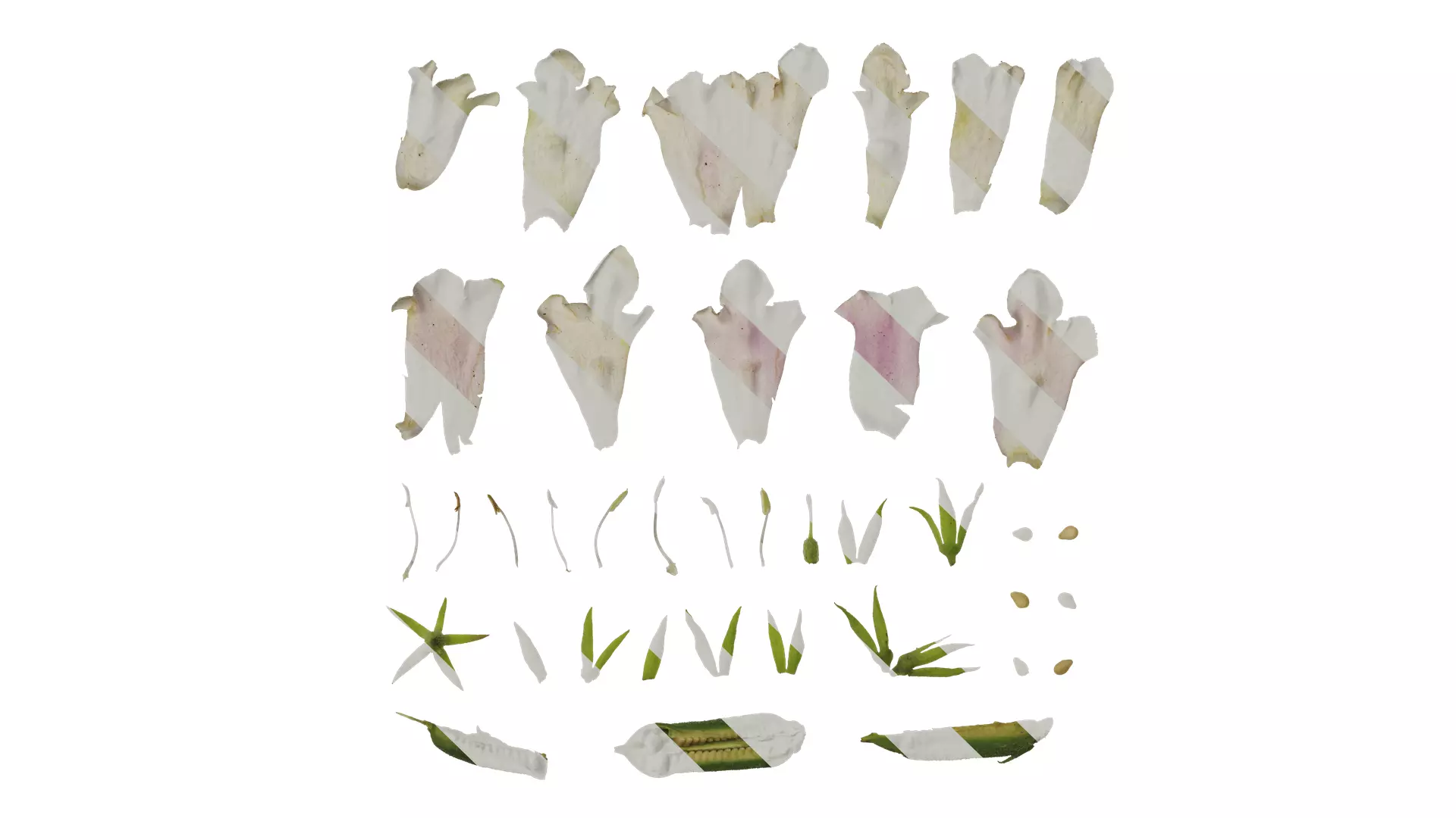 Anydrafts Sesamum indicum Atlas 01 Texture_0