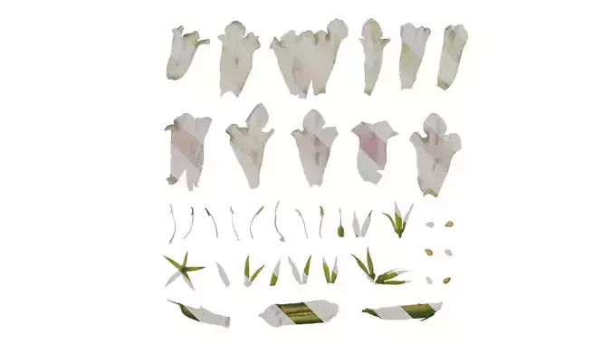 Anydrafts Sesamum indicum Atlas 01