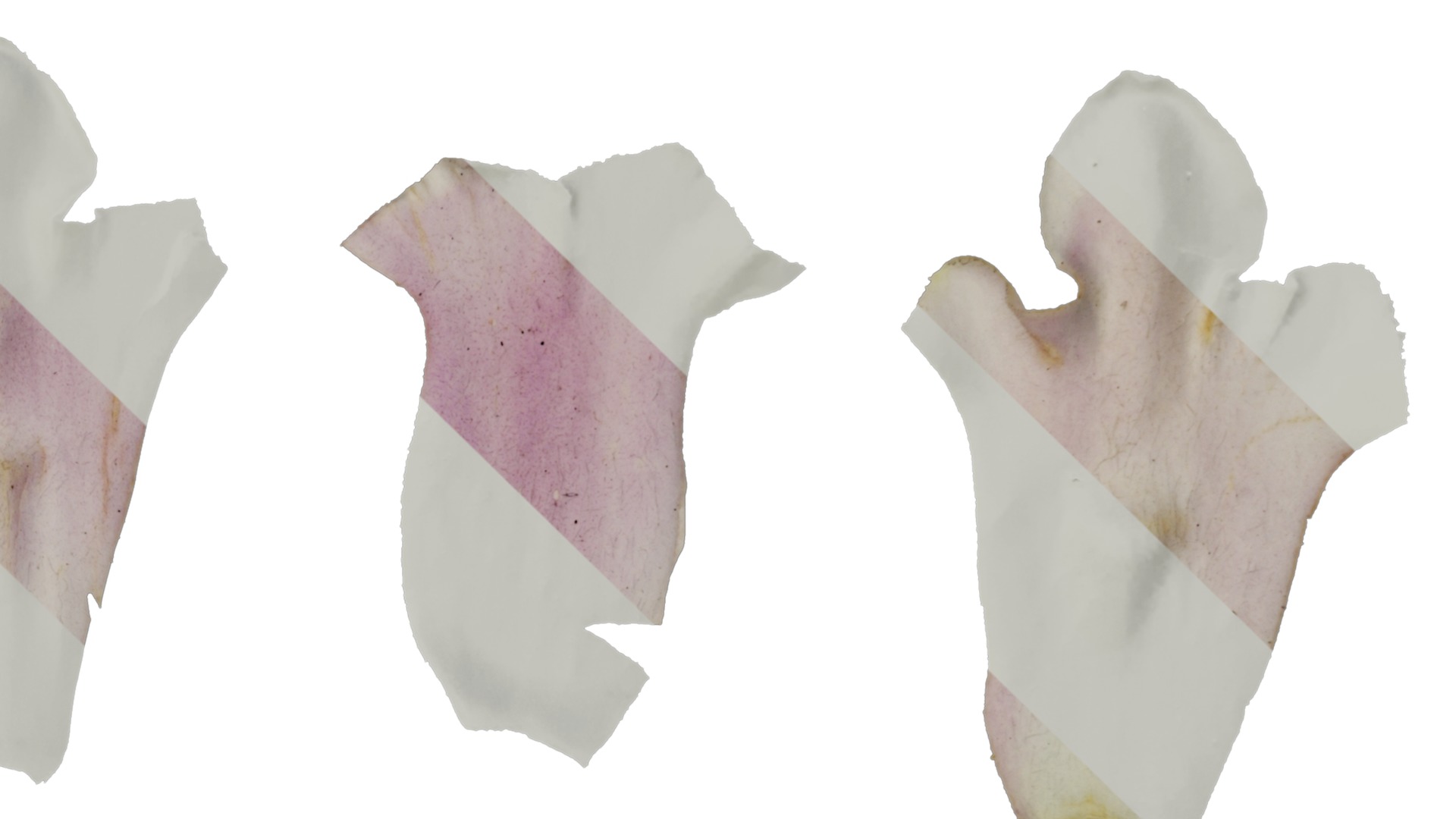 Anydrafts Sesamum indicum Atlas 01 Texture_4